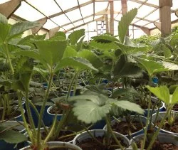 2012_Strawberry_Plants_in_April.jpg