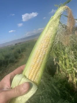 A hand holding a partially husked ear of corn outdoors with a field and blue sky in the background.