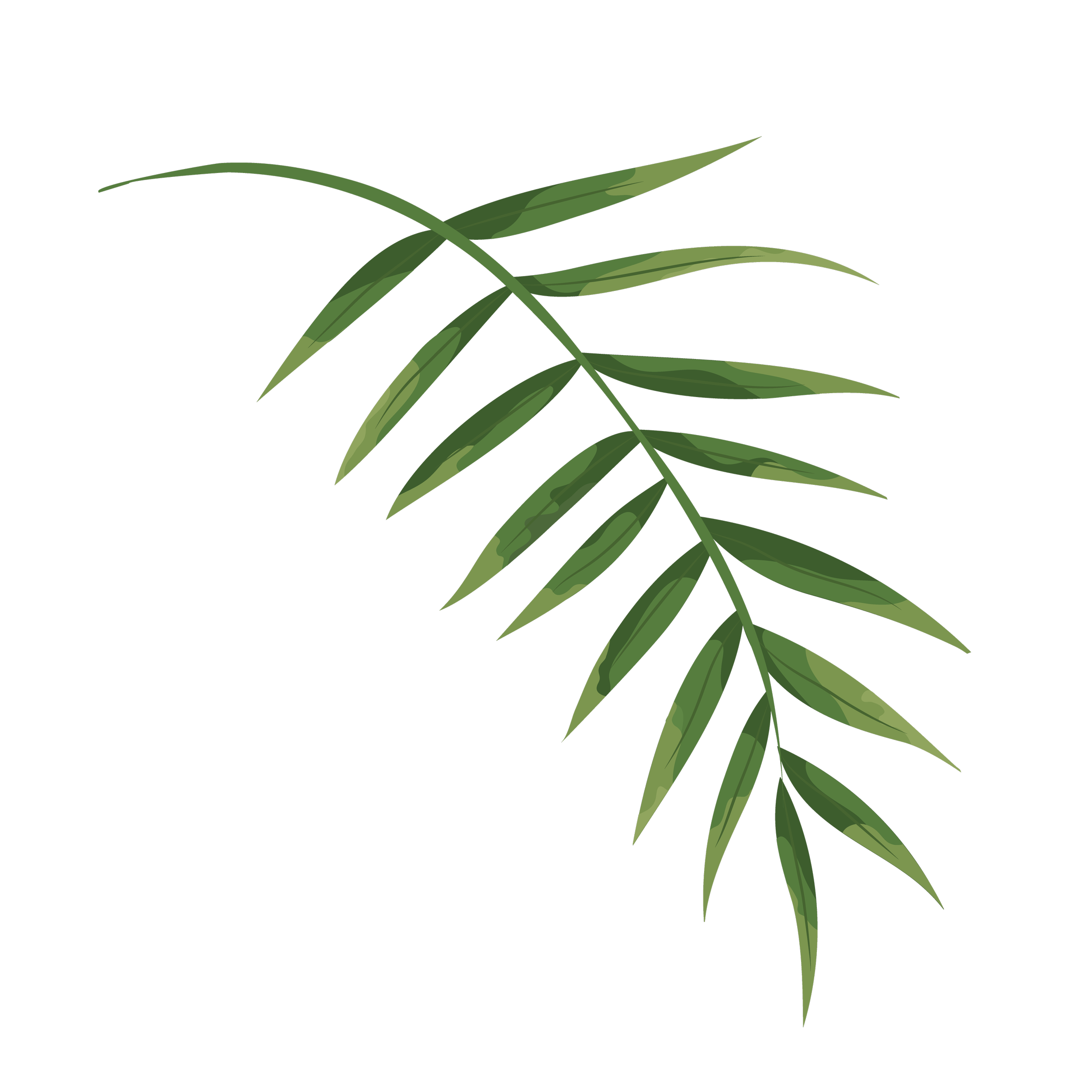 Digital illustration of a green palm leaf on a black background.