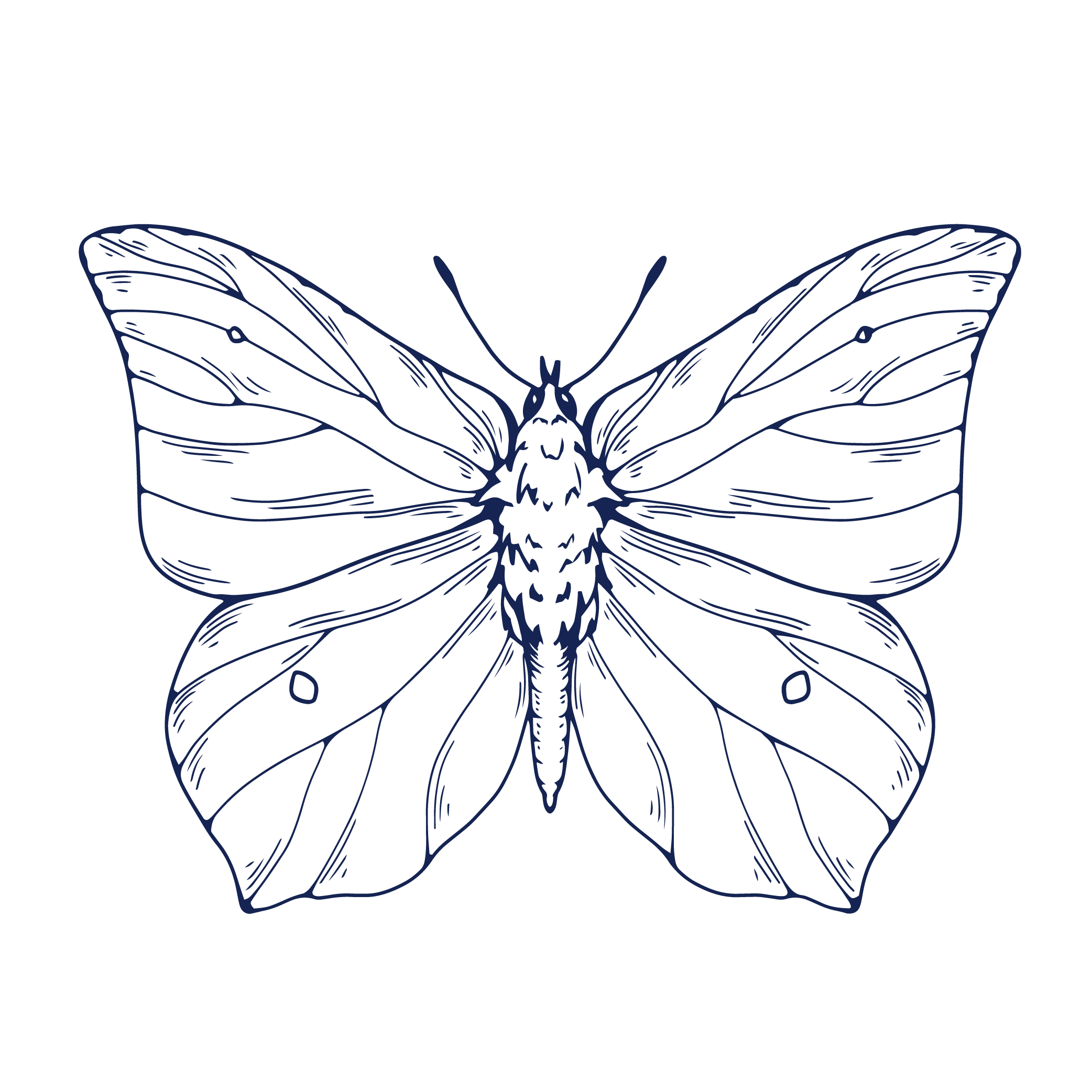 Black and white illustration of a butterfly with detailed wings