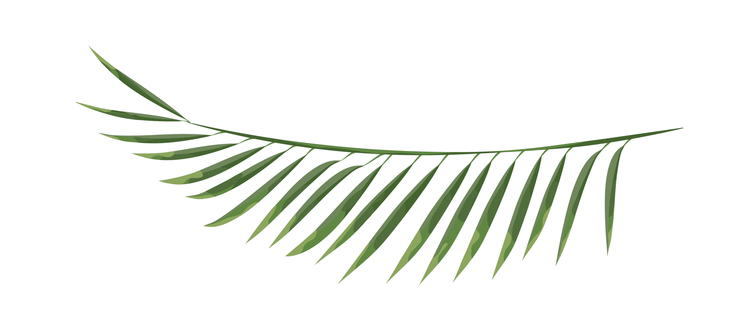 Illustration of a green palm leaf on a black background.