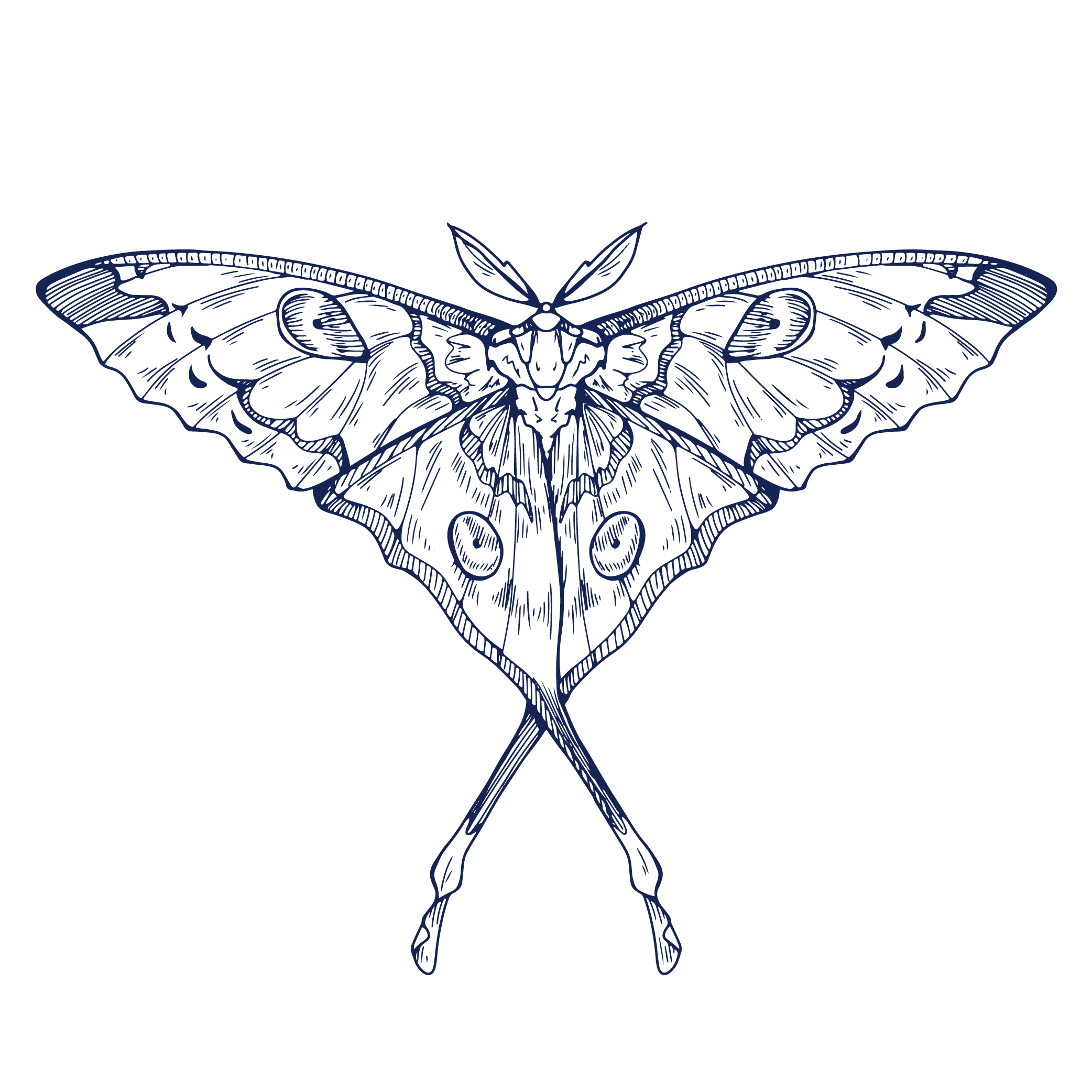 A detailed illustration of a moth with symmetrical wings, perched with crossed legs, on a black background.