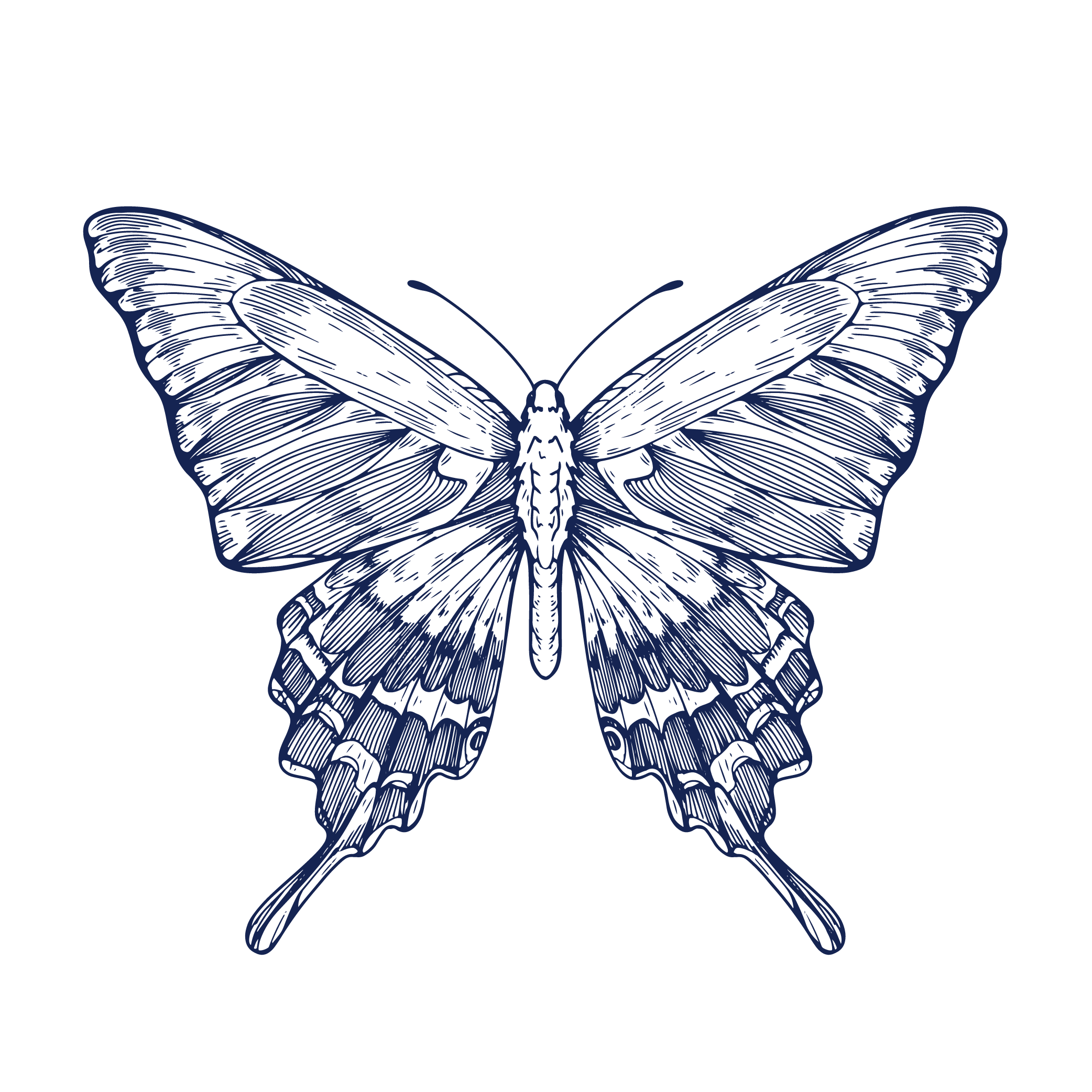 Detailed illustration of a butterfly with open wings, featuring intricate line work in white on a black background.