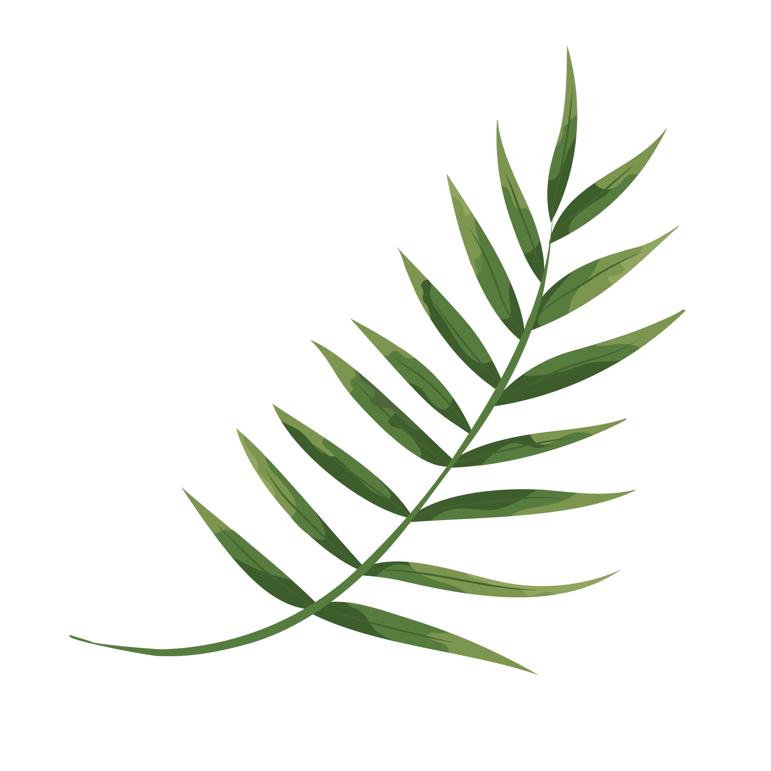 Digital illustration of a green fern leaf on a black background.