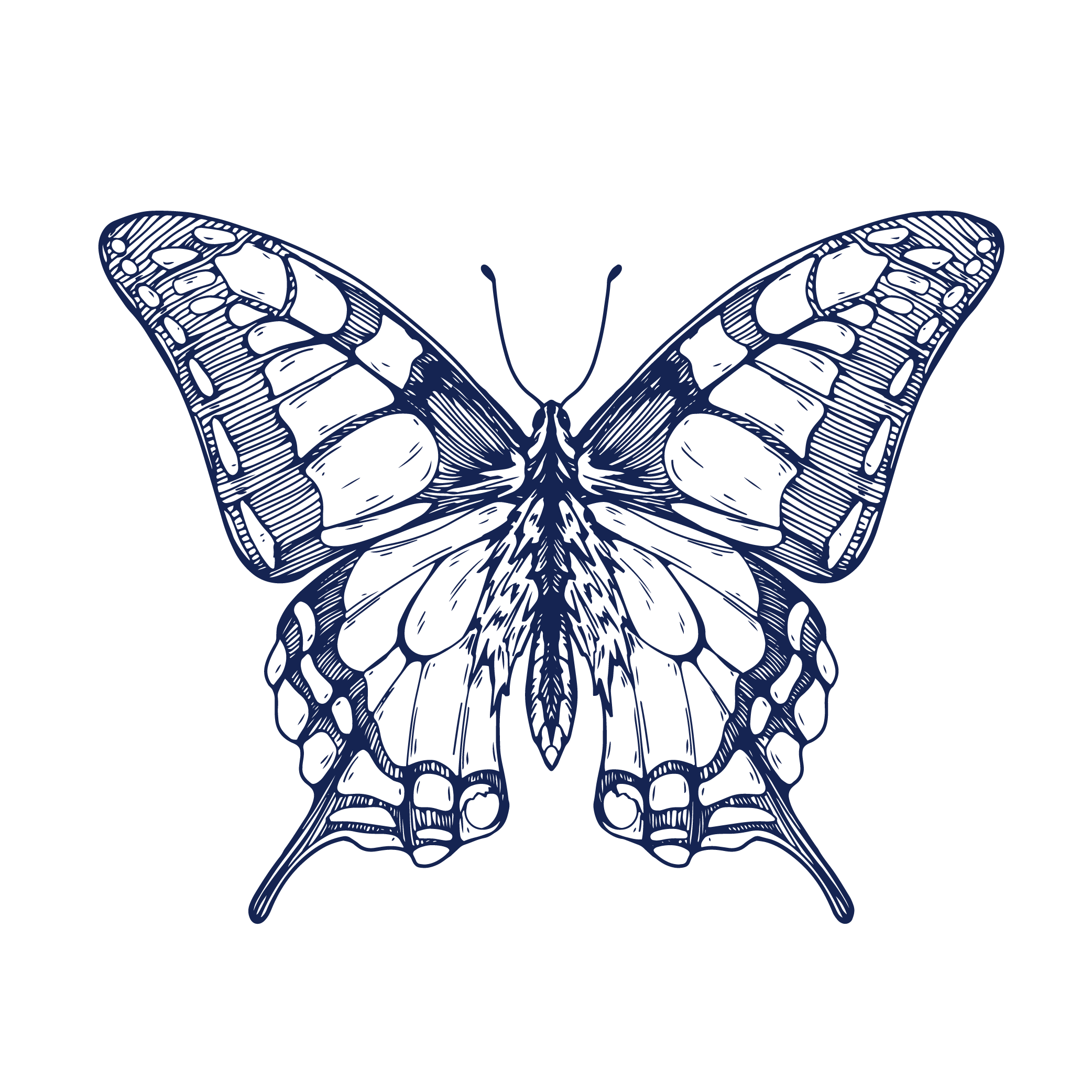 Illustration of a butterfly with detailed patterned wings, shown against a black background.