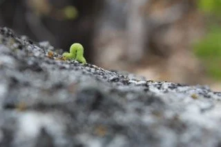 Little Inspiration Small.jpeg