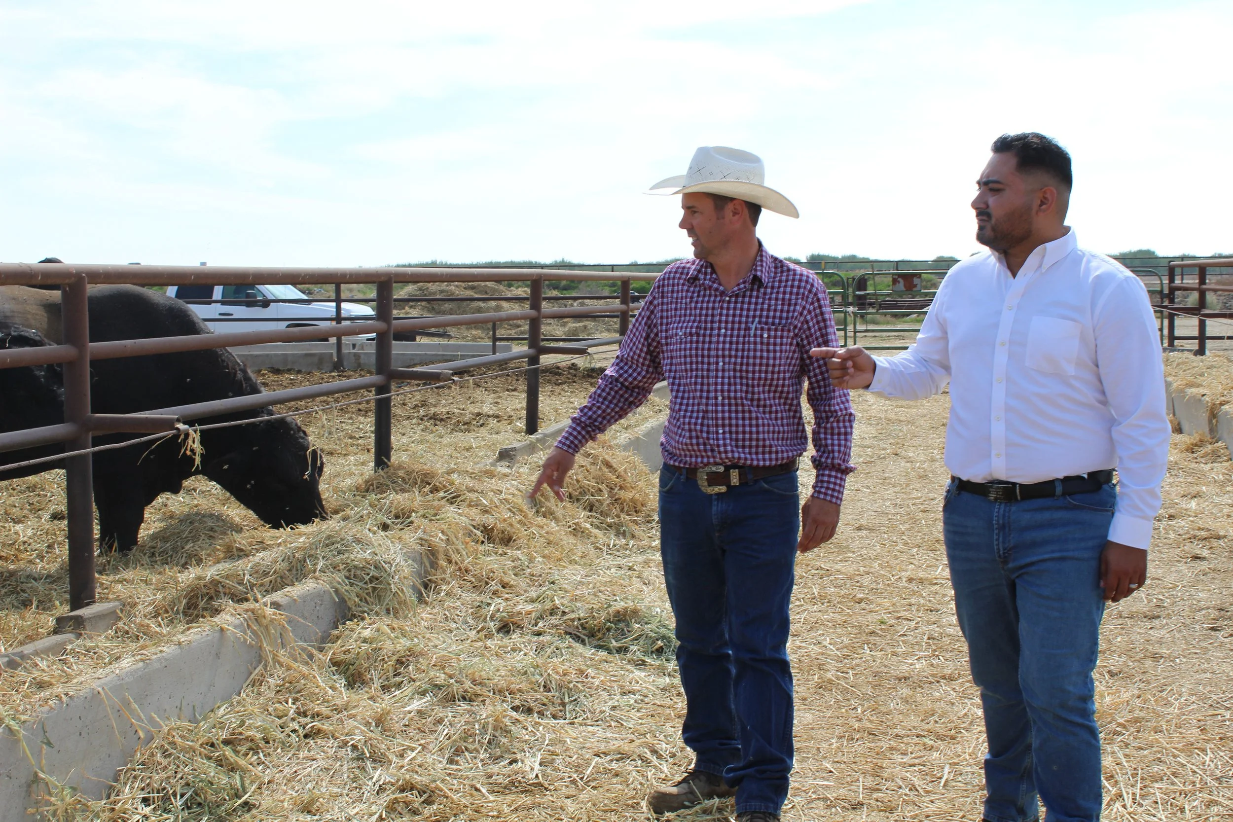 Two men are standing on a farm, inspecting black cows behind a metal fence, with one man pointing towards the cows. One man wears a cowboy hat and a checkered shirt, the other wears a white shirt.