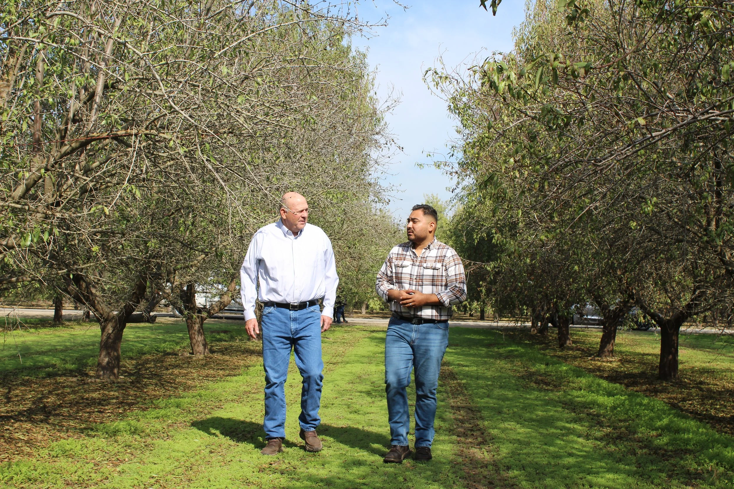 Two men walking and talking among rows of pruned fruit trees in an orchard on a clear day.