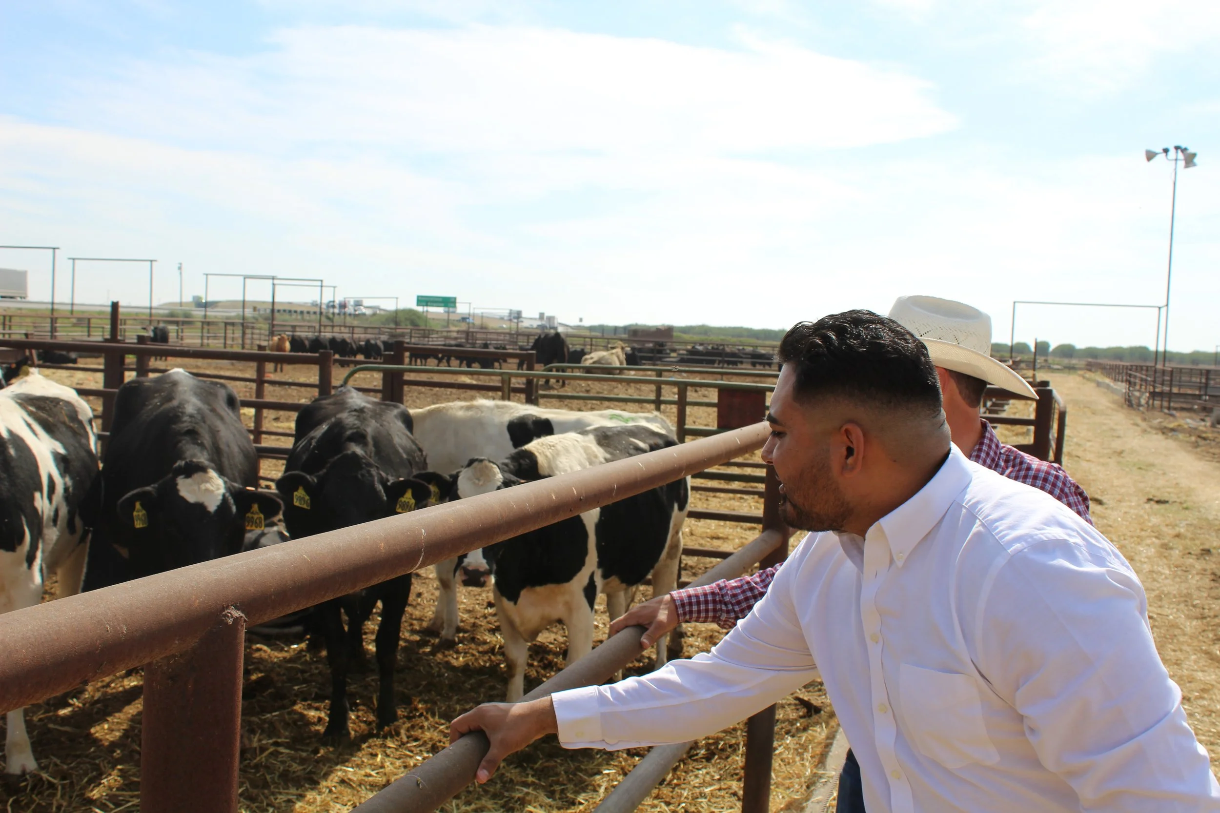 Two men looking at cows in a farm with a metal railing and fence in the background.