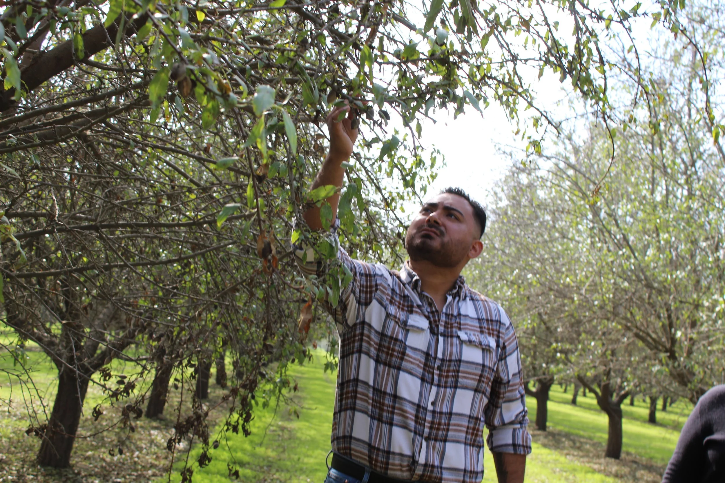 A man in a plaid shirt inspecting a tree in an orchard.