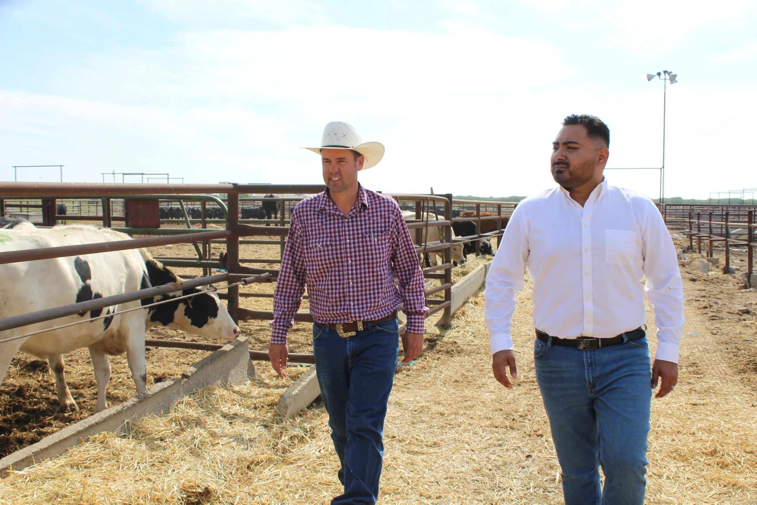 Two men walk through a cattle farm, one wearing a cowboy hat and checkered shirt, the other in a white shirt, with cows in pens in the background.