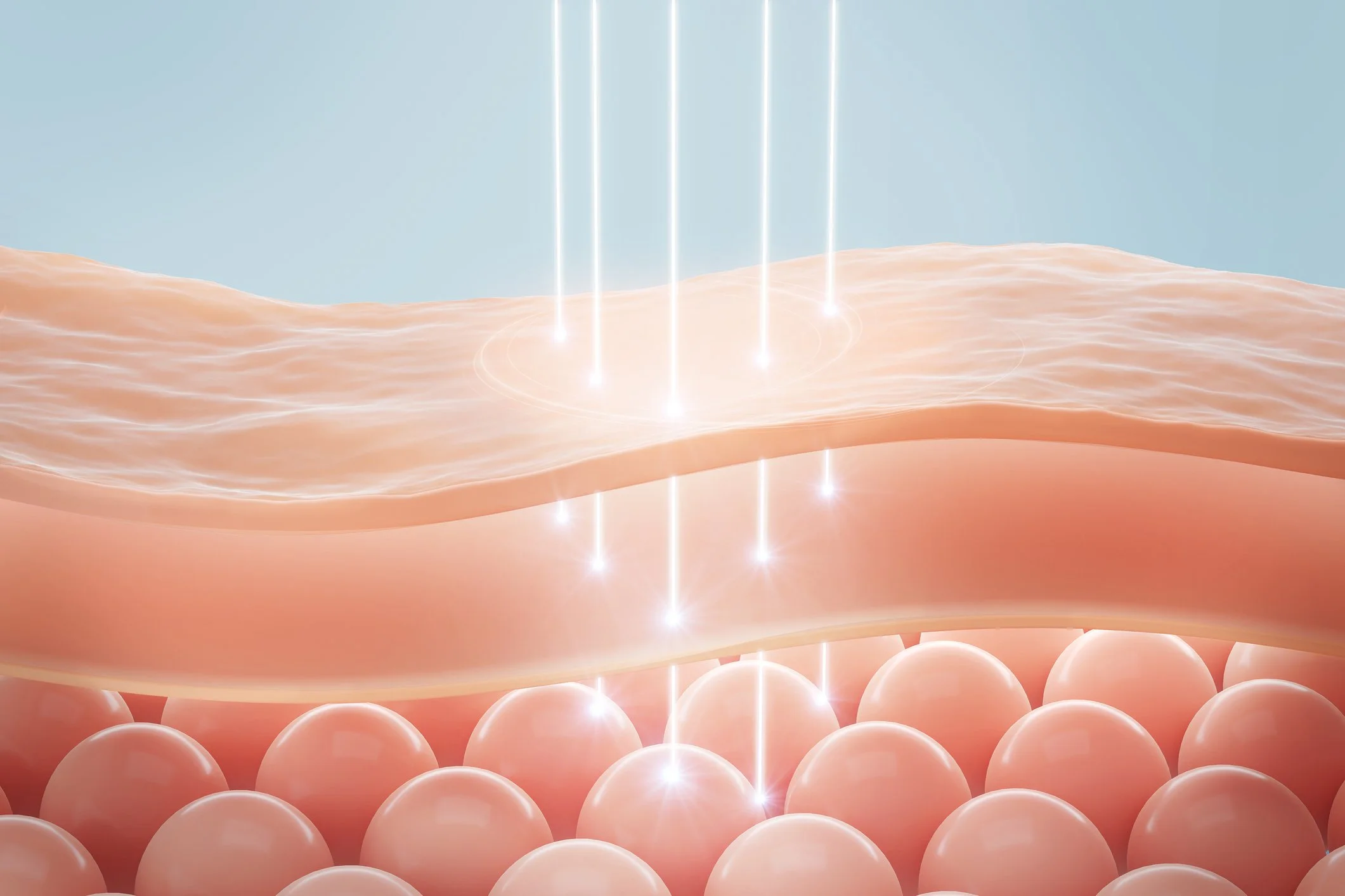 The layers of the skin