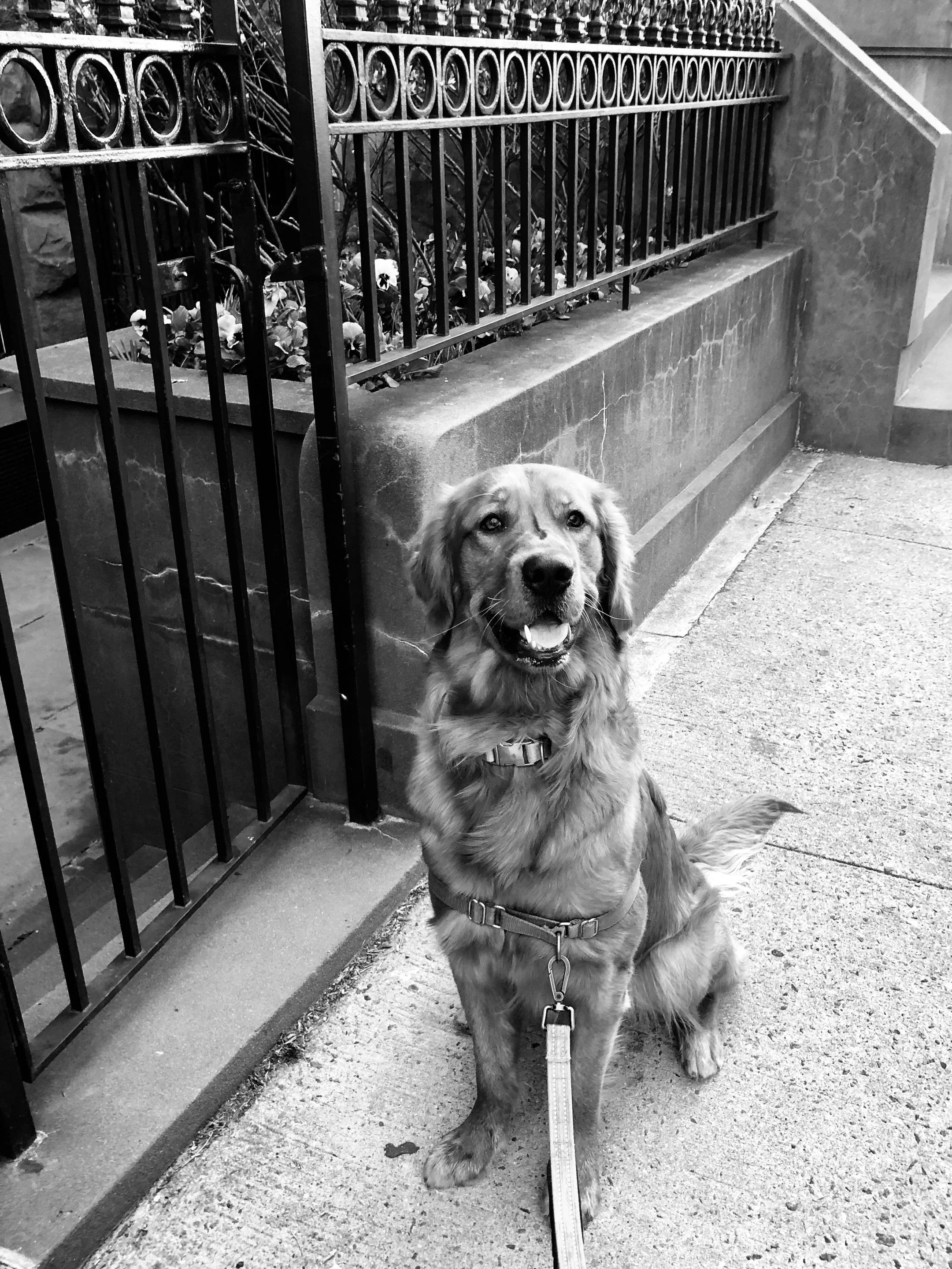 Golden Retriever Upper West Side