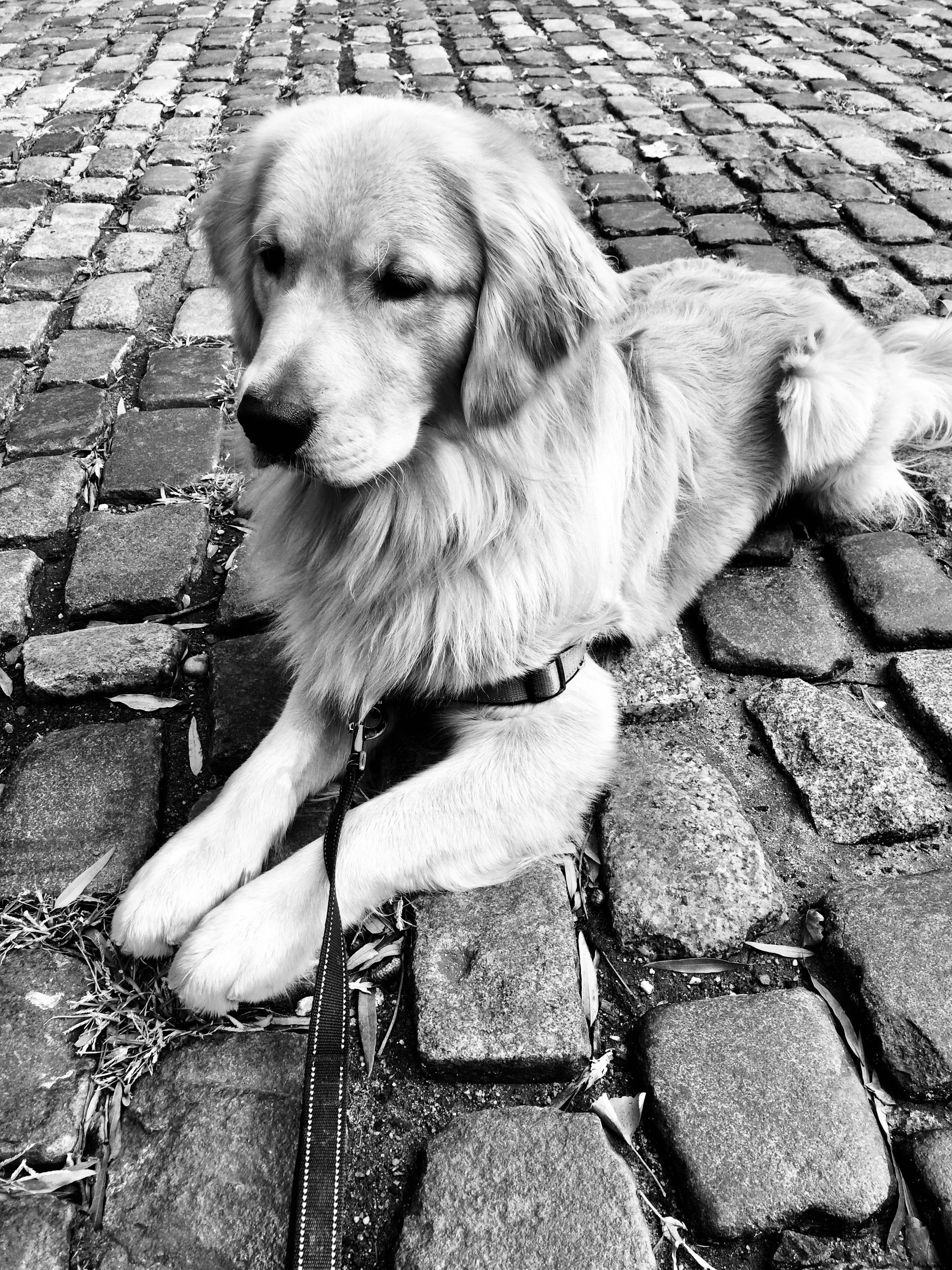 Golden Retriever Upper West Side
