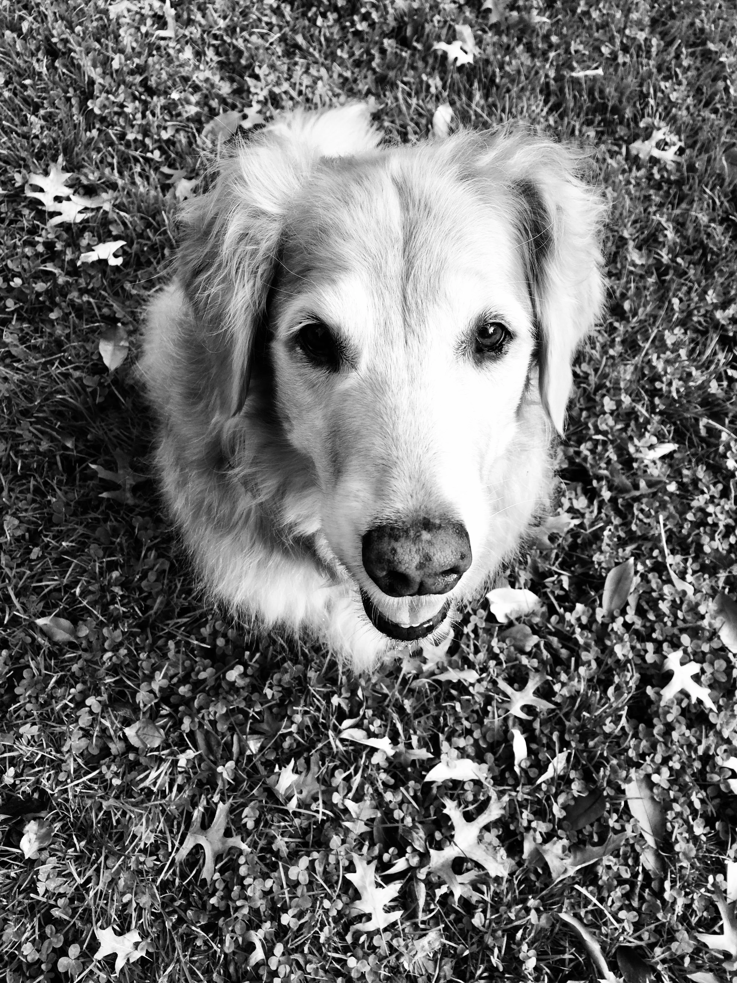 Golden Retriever Central Park