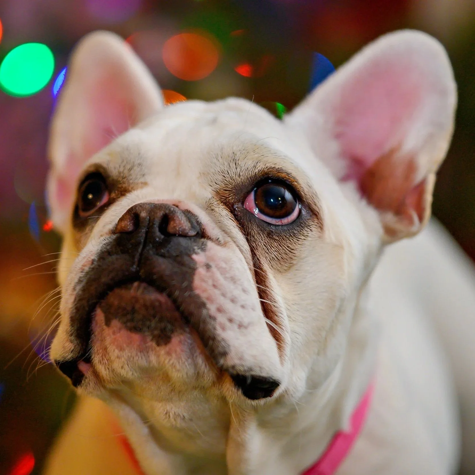 DSC_1730Bella xmas 2.jpg