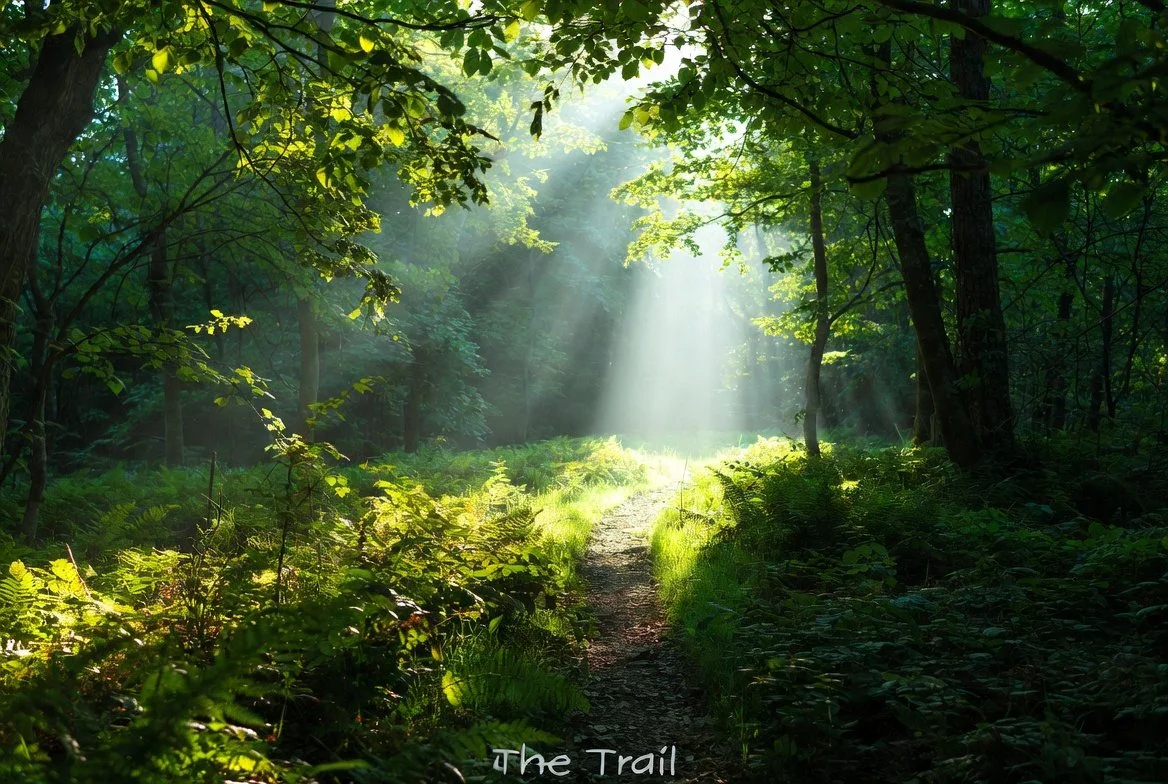 A sunlit trail in a lush green forest with sunlight streaming through the trees, titled 'The Trail'.