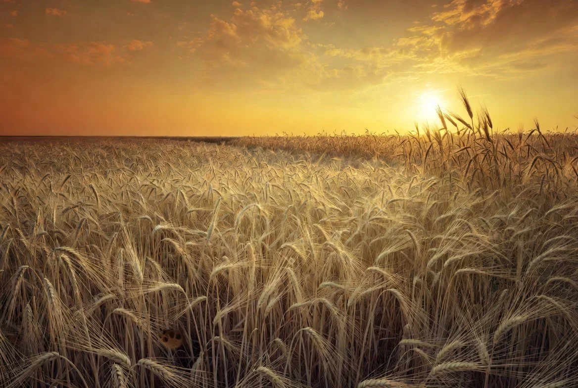 A golden wheat field at sunset with the sun near the horizon and partly cloudy sky.