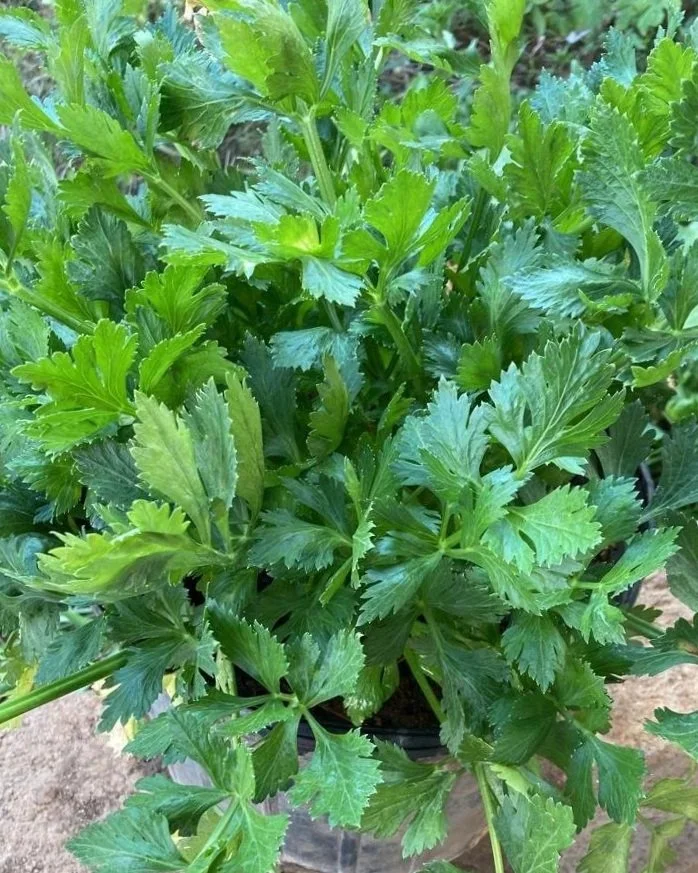 Celery.jpg