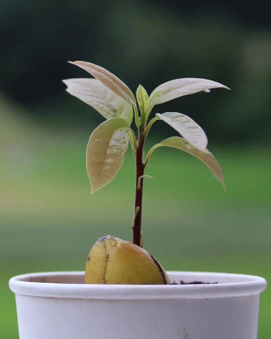 Avocado Seedlings