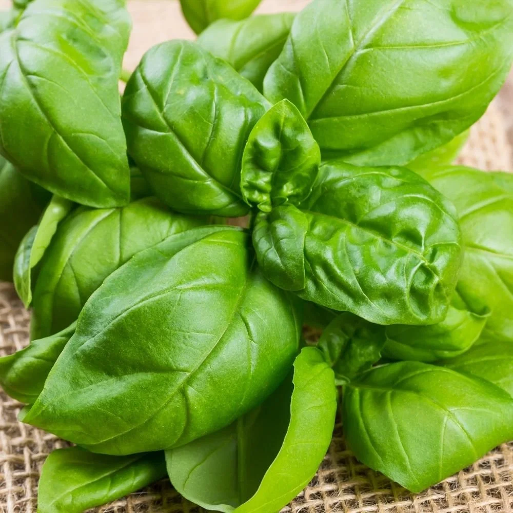 Basil