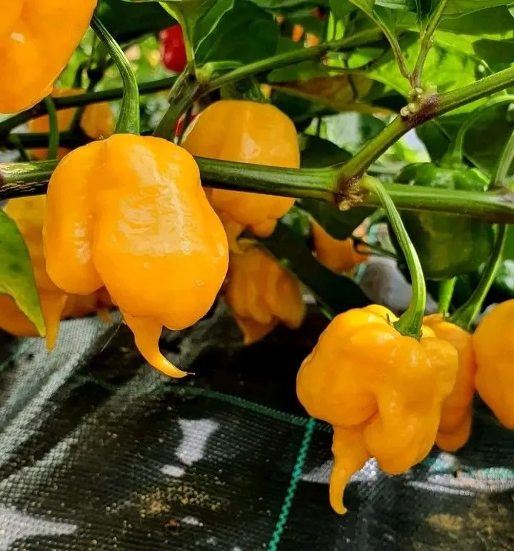 Scotch Bonnet Peppers