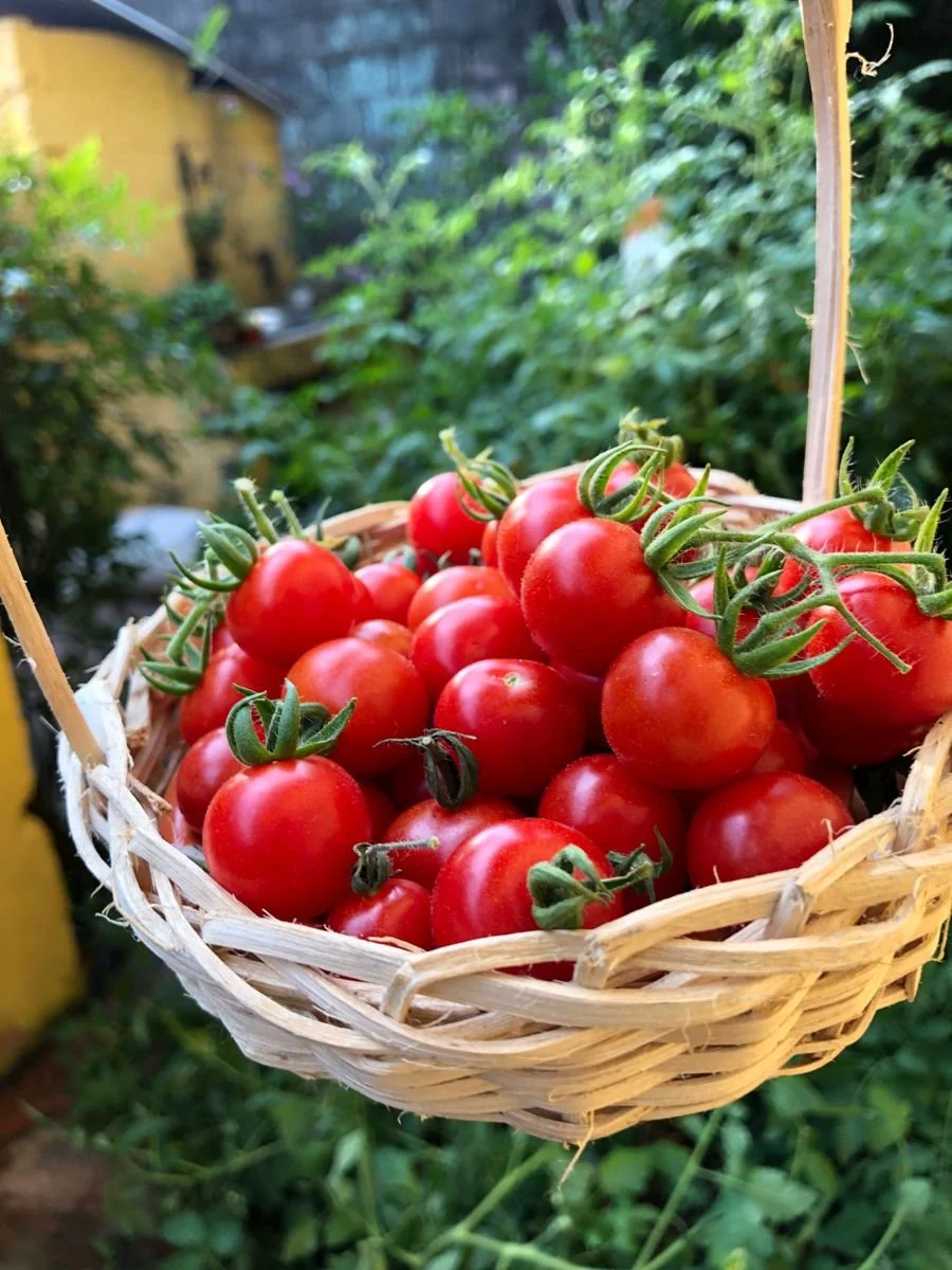 Cherry Tomatoes