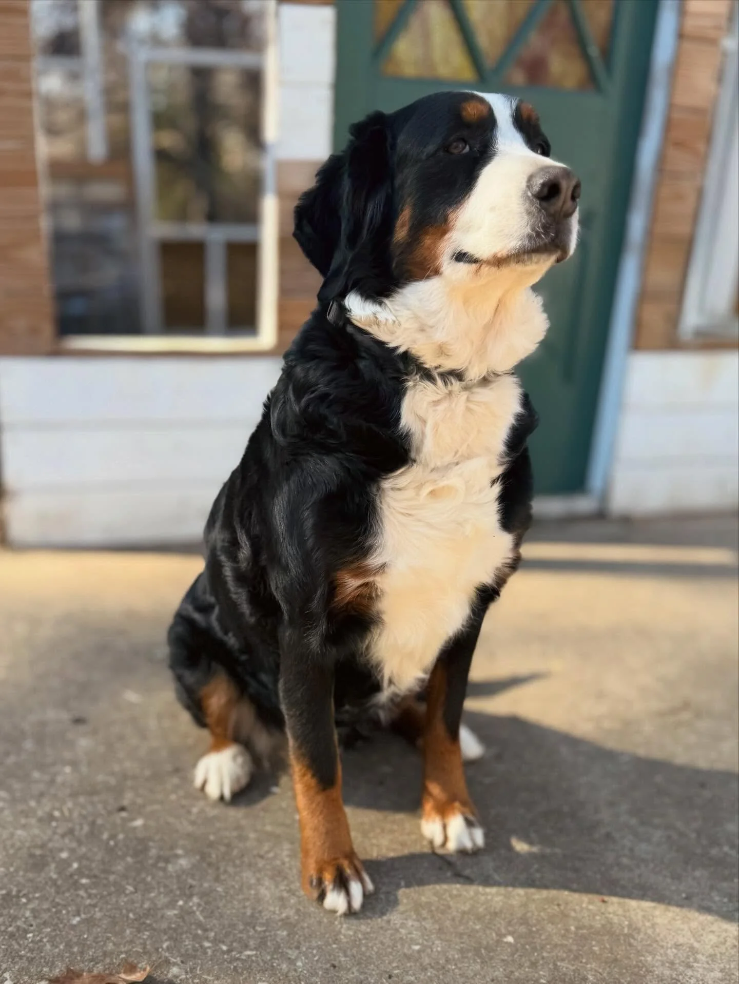 A large dog, likely a Bernese Mountain Dog, sitting outdoors on a concrete surface with a wooden house and window in the background. The dog has a black coat with white and brown markings, and is looking slightly upward.