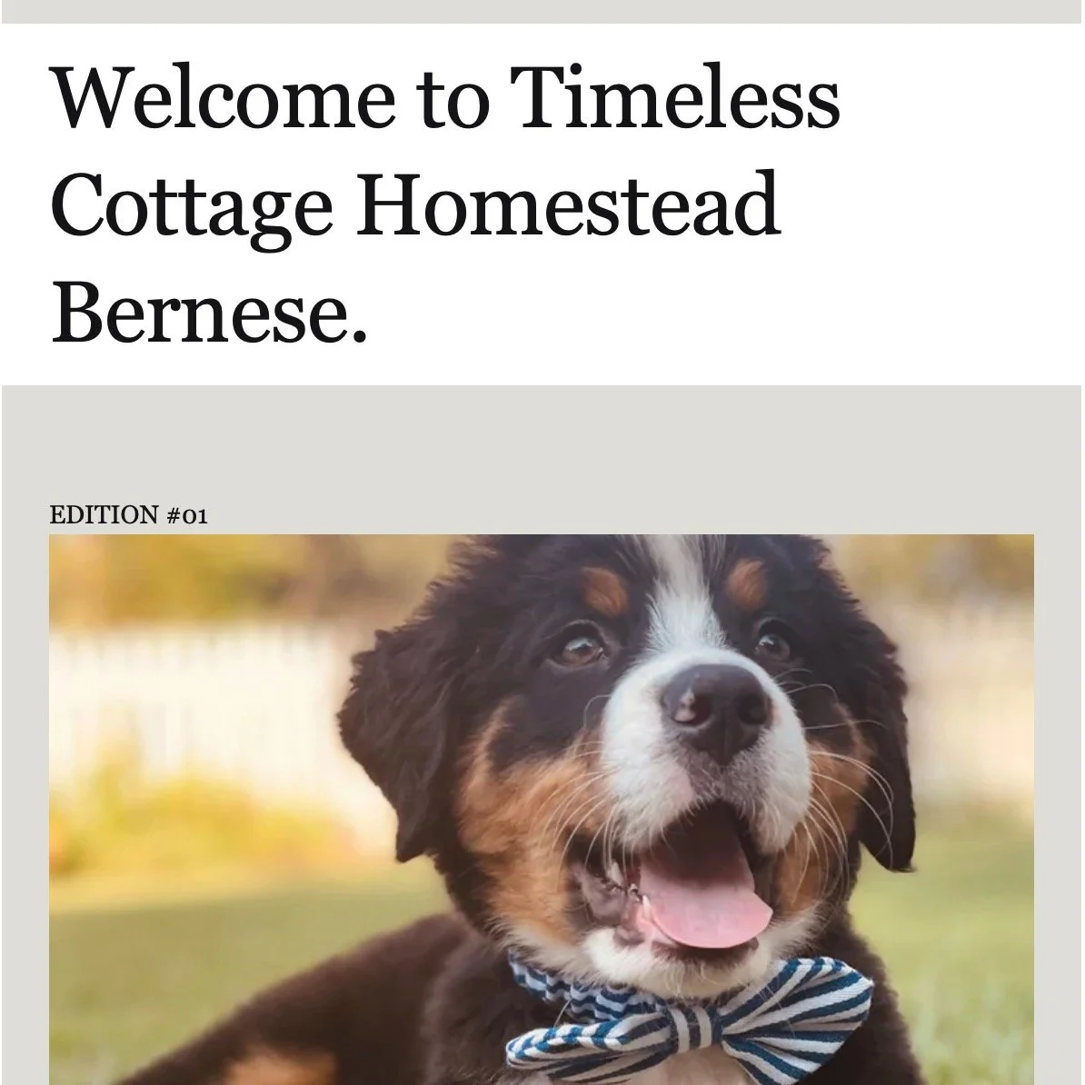 Did you know we have an email newsletter for monthly updates? If you aren't super active on social media and worried you may miss an important update from us you can sign up for our newsletter on our website so you never miss litter announcements or 