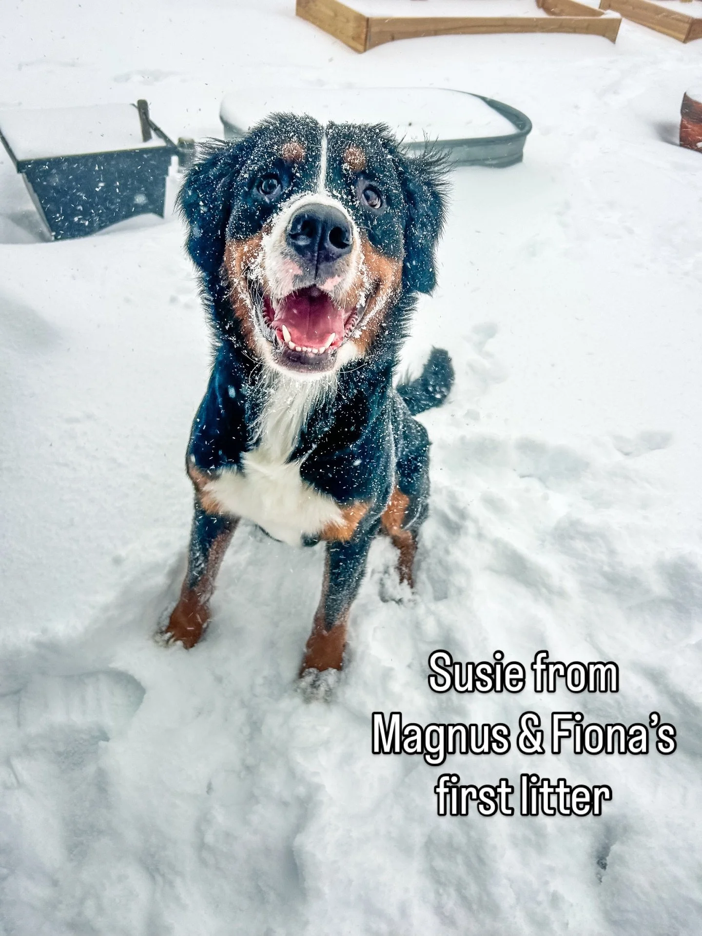 pupdate from Susie!  Formerly &ldquo;Bethany&rdquo; from Magnus and Fiona&rsquo;s Christmas litter. She is having a ball in North Carolina this week. She woke up to another fresh blanket of snow this morning. ☺️