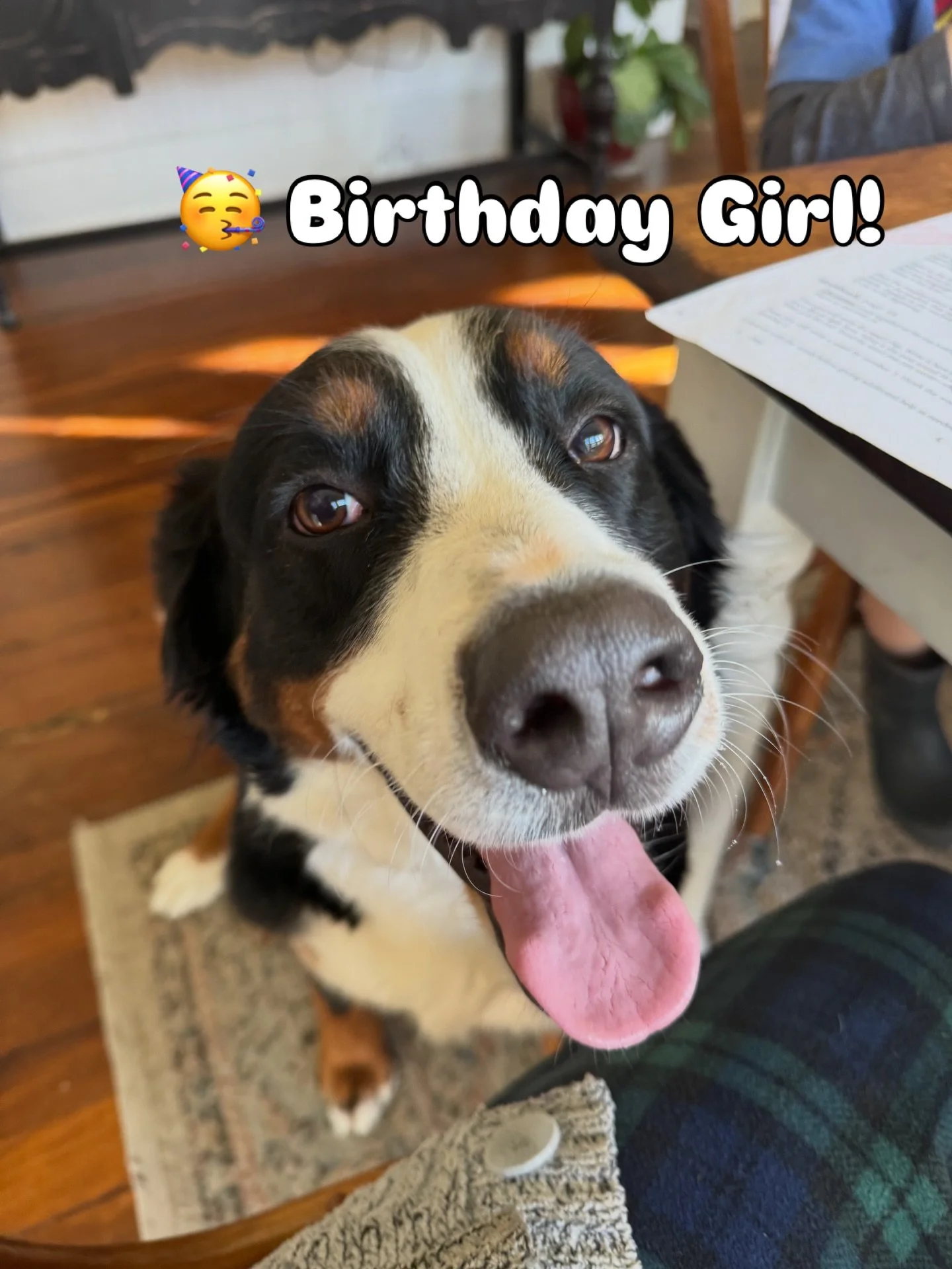 Sweet momma Fiona is celebrating her birthday this week! HAPPY 4TH BIRTHDAY FIONA GIRL!