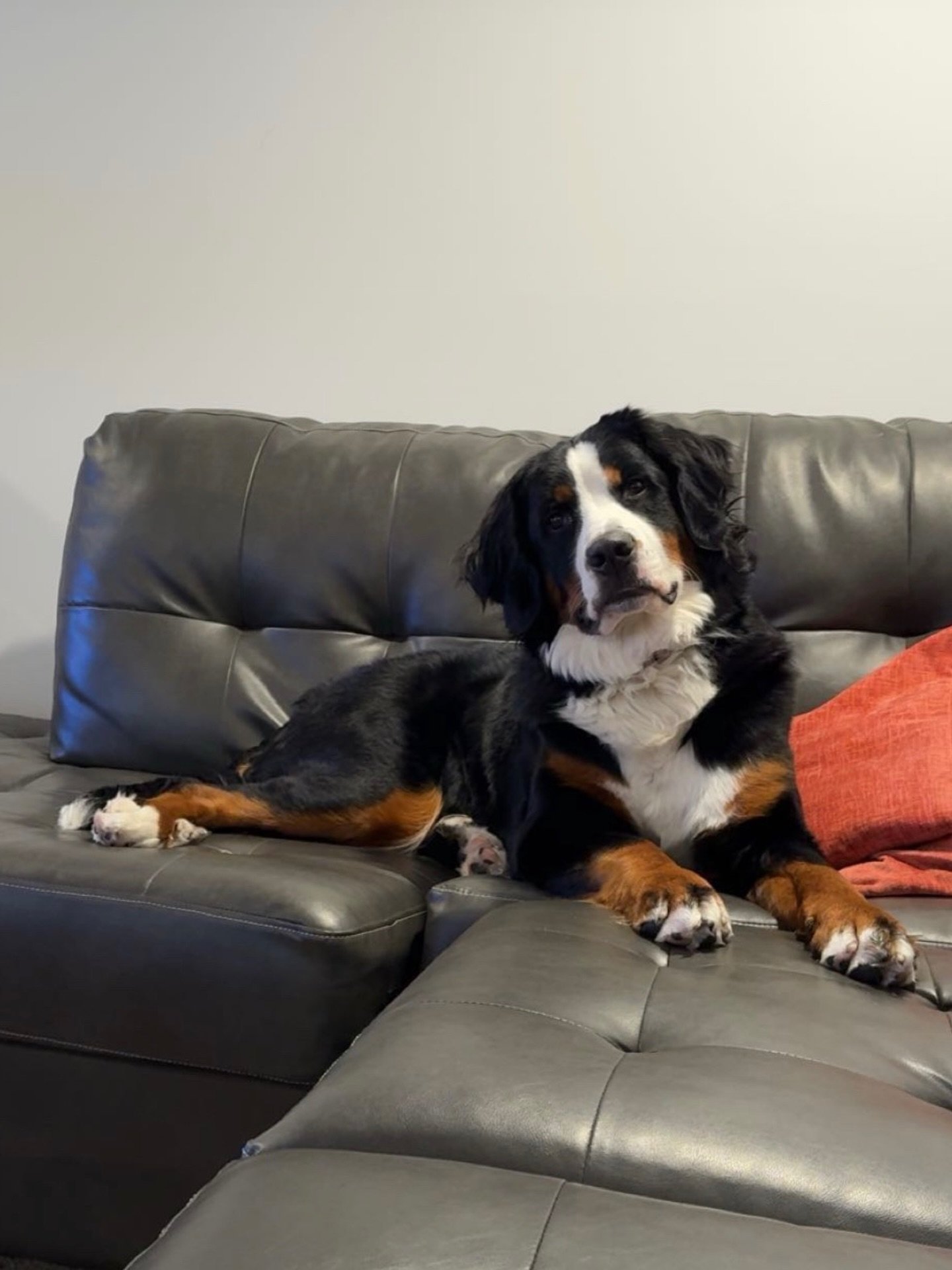 This gorgeous lady is Phoebe from Magnus and Fiona&rsquo;s first litter. She is  celebrating her gotcha day this weekend with her family! it&rsquo;s been one year today that these babies went to their new families. 😊 I cannot get over what a beauty 