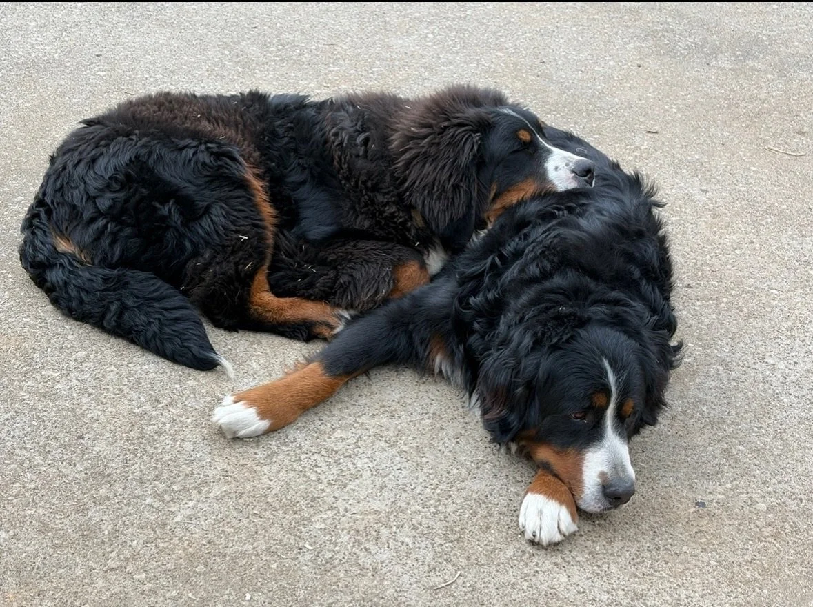 caught the boys having a snuggle 🥰