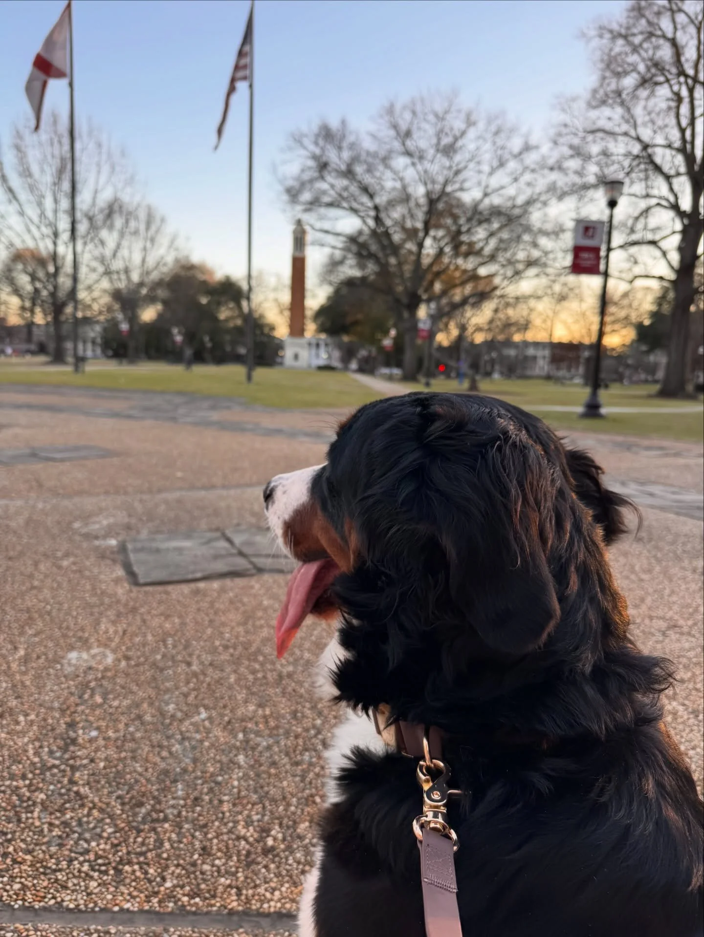 Our Talley girl visits and blesses Tuscaloosa&rsquo;s Alabama campus with her presence pretty consistently 😏Her guardian family works on campus and although I&rsquo;m not exactly an Alabama fan (don&rsquo;t come at me 🫣) I will give a hearty ROLL T