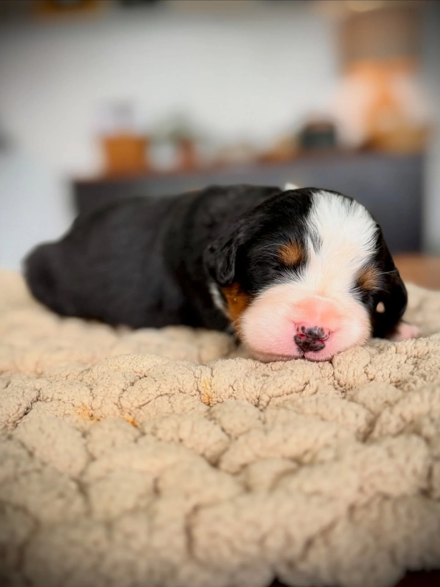 Ready for some chunky monkeys again 🥰 These are a few from our last litter. Just look at those squishy faces!