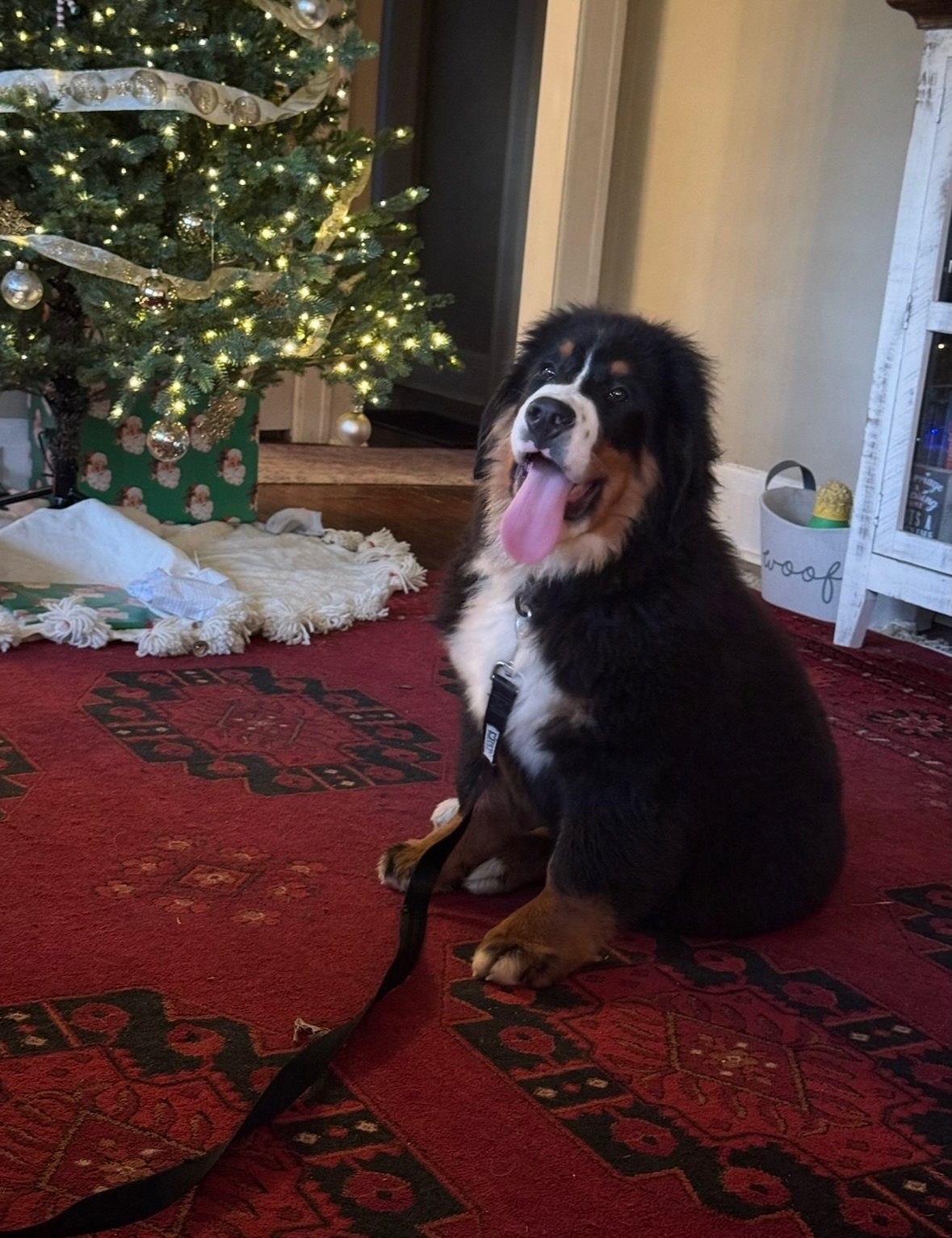 In just 3 months, what feels like the blink of an eye, we have gone from this to THIS 😳