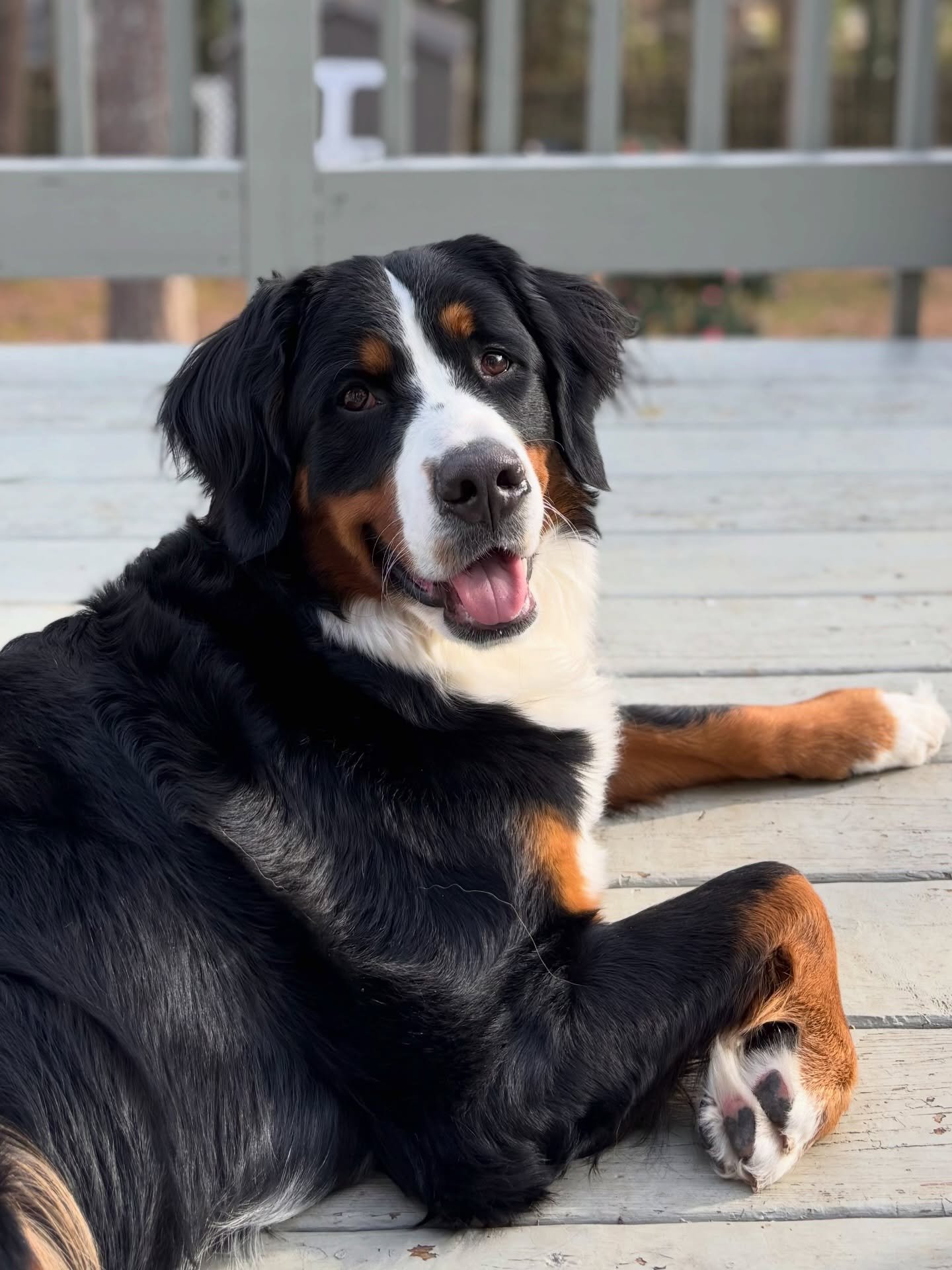 I can&rsquo;t get over how beautiful this girl is. This is Thursday, formerly Marley, from Talley&rsquo;s litter. She&rsquo;s about 14 months old now and just so mature and grown up looking now. She is such an even blend of her momma and daddy too an