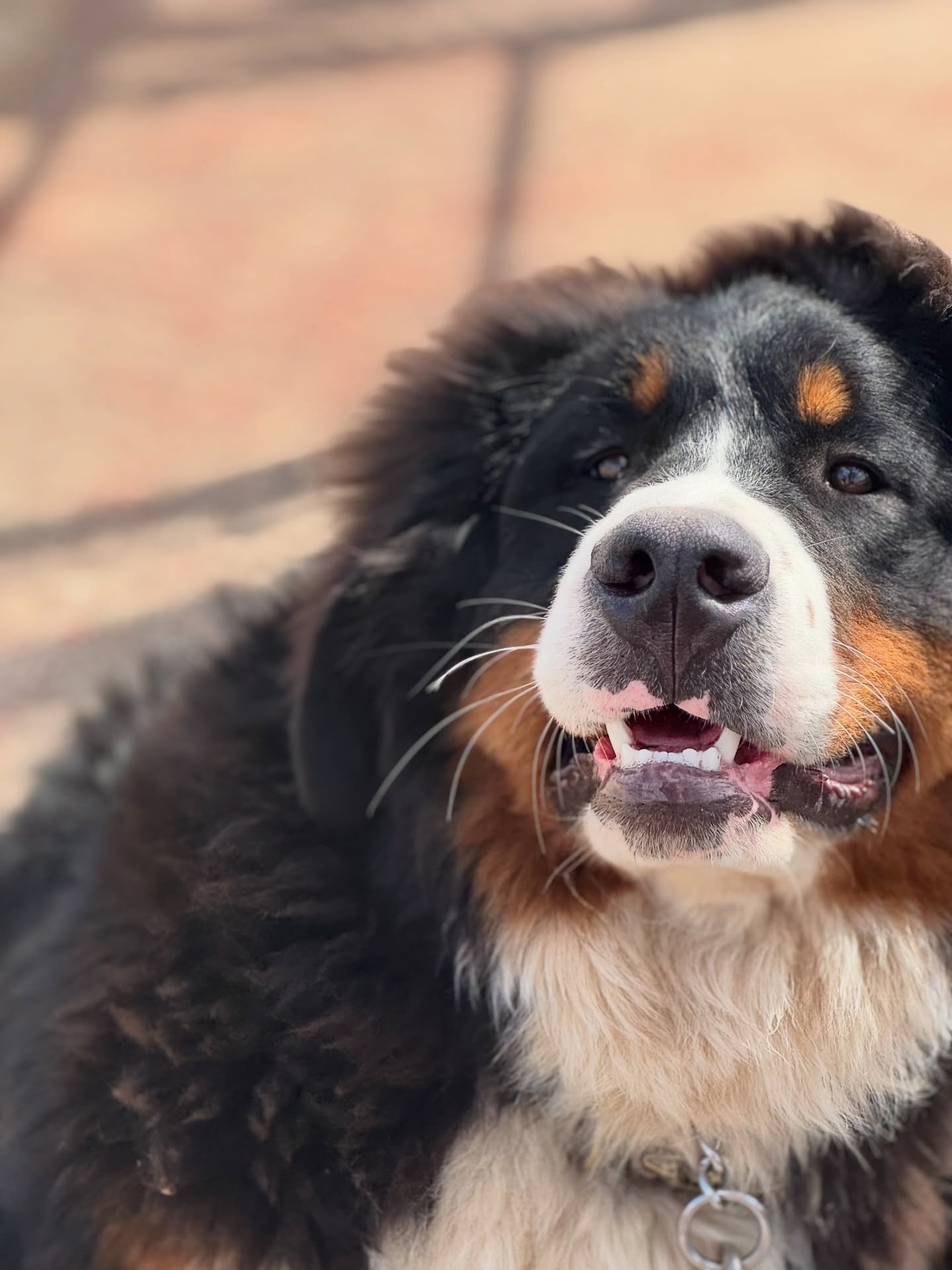 There gotta be some bear in that pedigree somewhere!