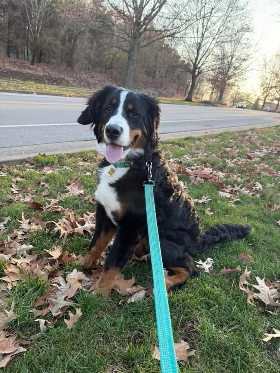 sweet Juneau is nearly 7 months old living in Tennessee. love seeing puppy updates!