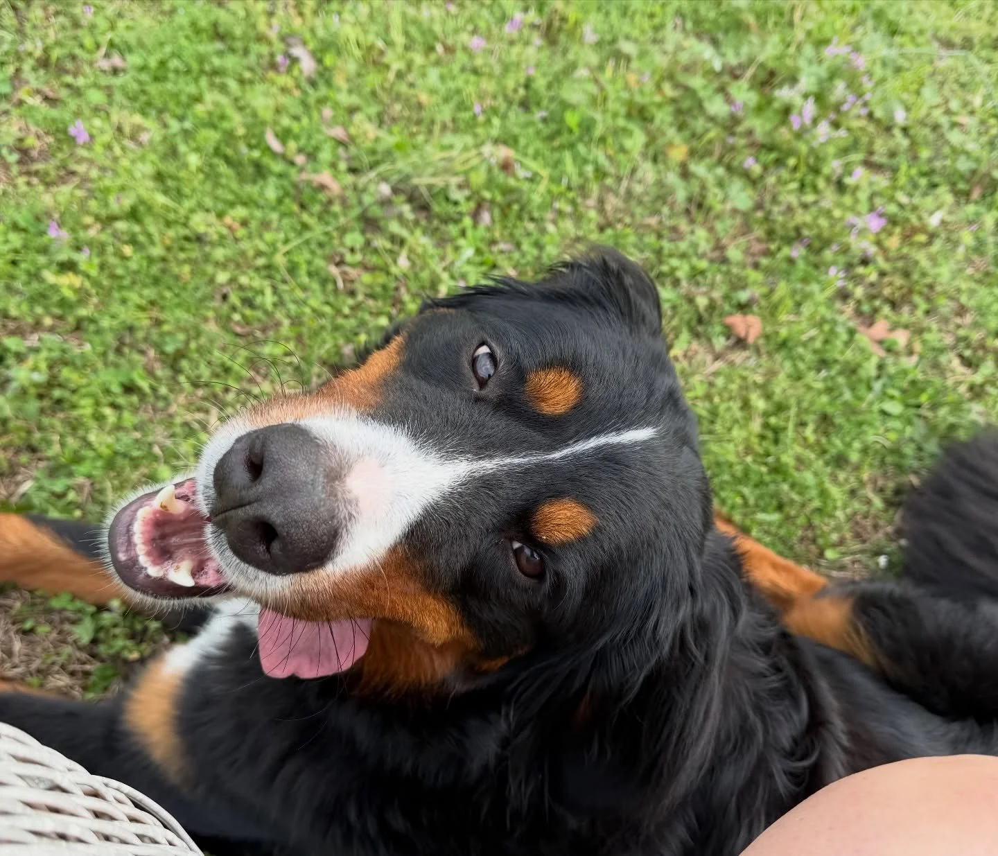 Pupdate from sweetheart Maggie May, from our 2024 Christmas litter.