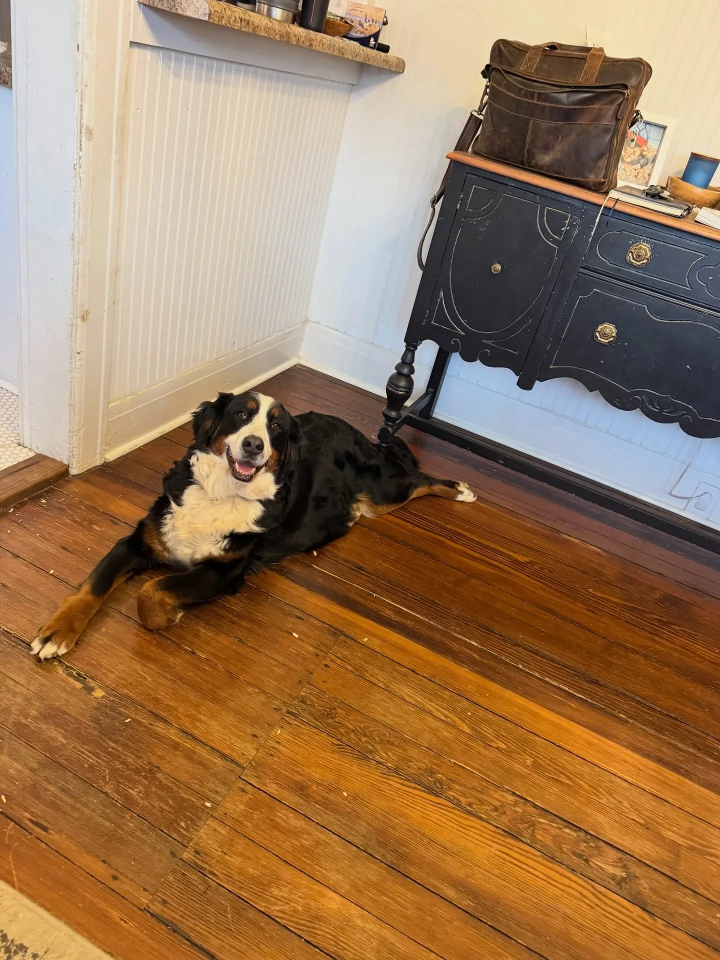 Fiona is my coffee buddy this morning. the bump is getting big, big momma!