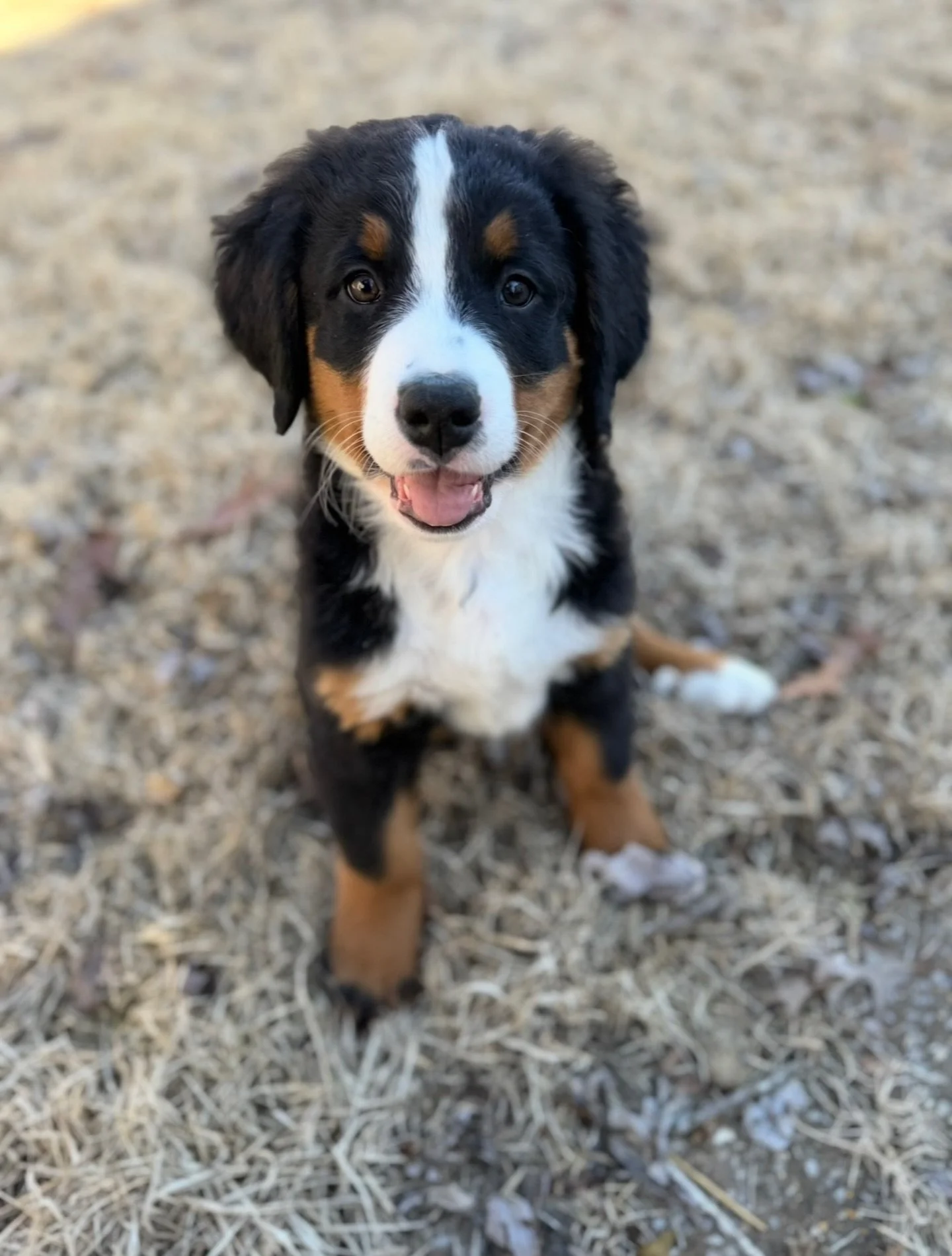 throwback to sweet Cindy Lu who from our &lsquo;24 Christmas litter. I was and still am absolutely obsessed with this sweet face!