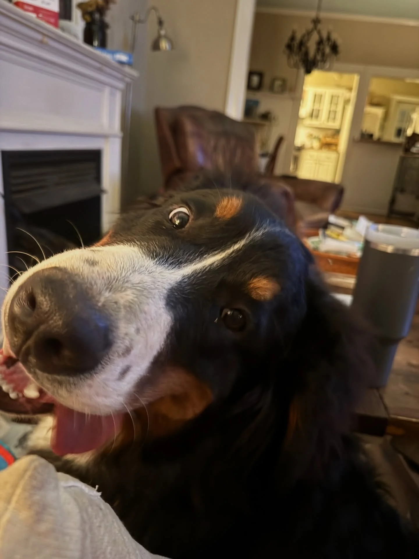 The husband and kiddo went to the rodeo tonight. I thought it would be best I stay home considering how pregnant and large I am. This is my company for the evening. With my hot flashes I have a permanent fan blowing on me, which you can&rsquo;t see b