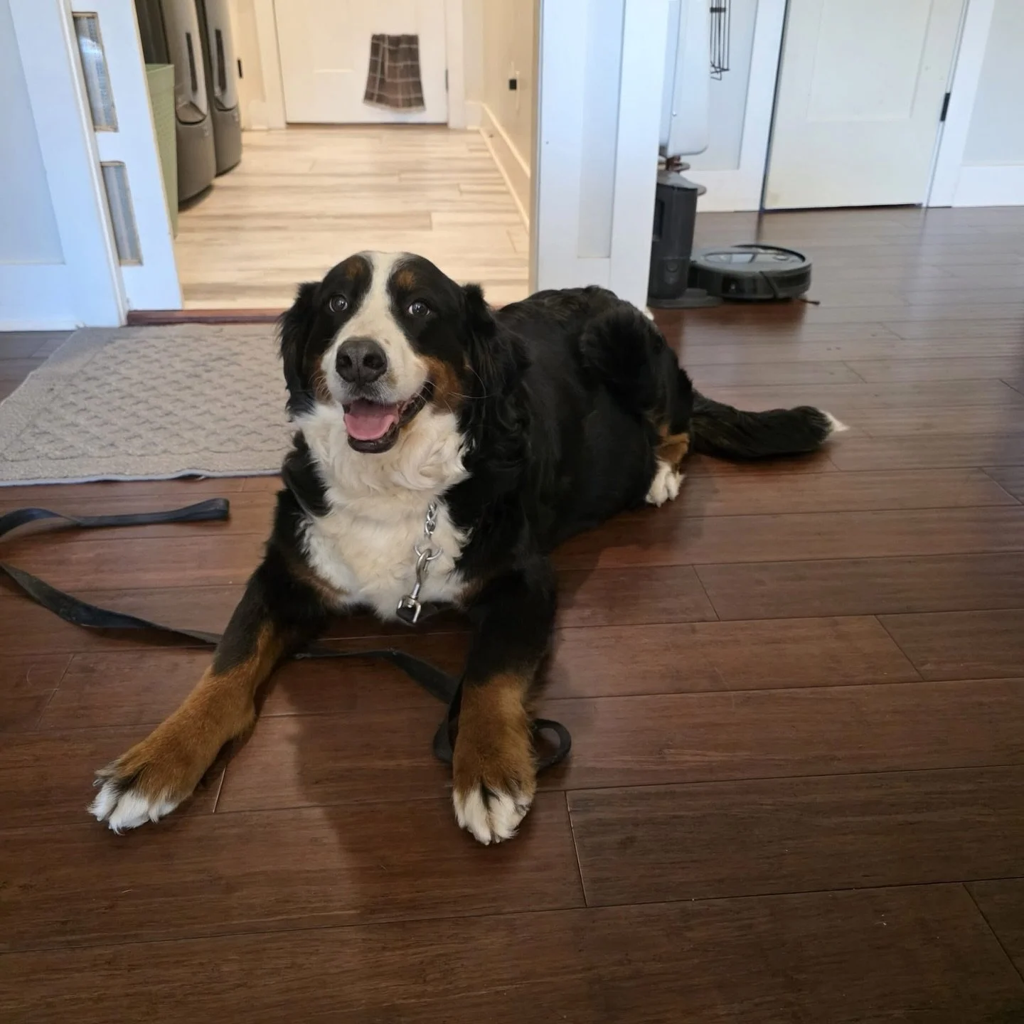 Fiona girl is getting settled into her new temporary digs for birth. A sweet friend of mine, with lots of whelping and puppy raising experience, is helping us out for the next few weeks of Fiona&rsquo;s litter so we can have a little time with the ne