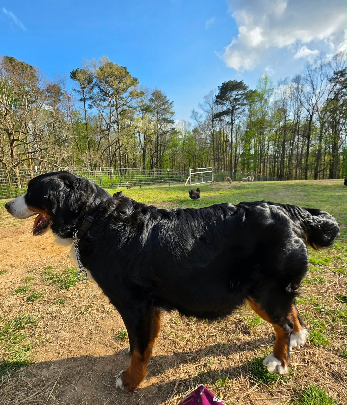 Probably a week or less away from meeting Fiona and Magnus puppies. Look at that pregnancy belly 👀