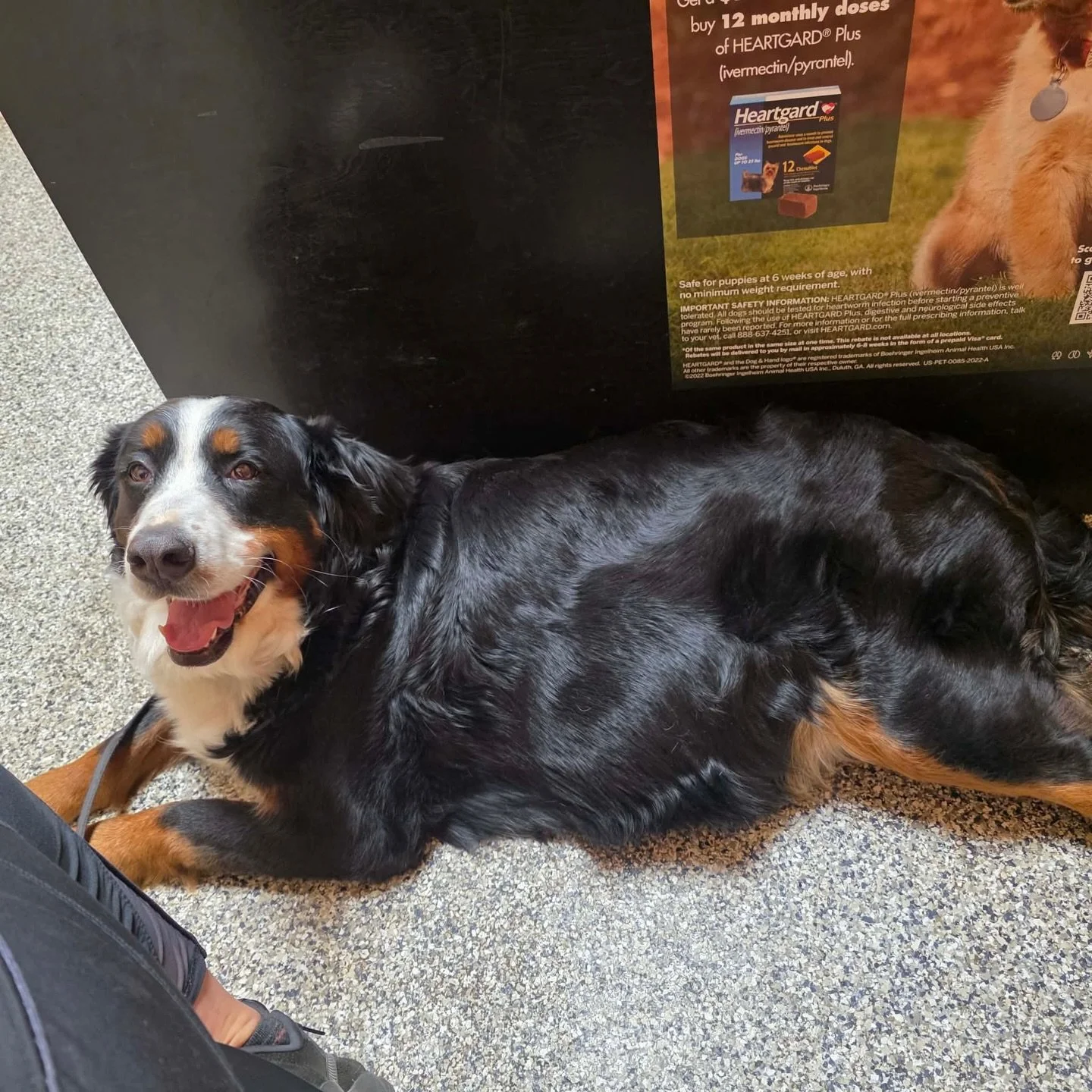 Fiona&rsquo;s X rays were done this morning. This girl is always doing the most with her litter sizes 😳 do y&rsquo;all have any guesses how many little blessings we will be welcoming into the world within the next few days?