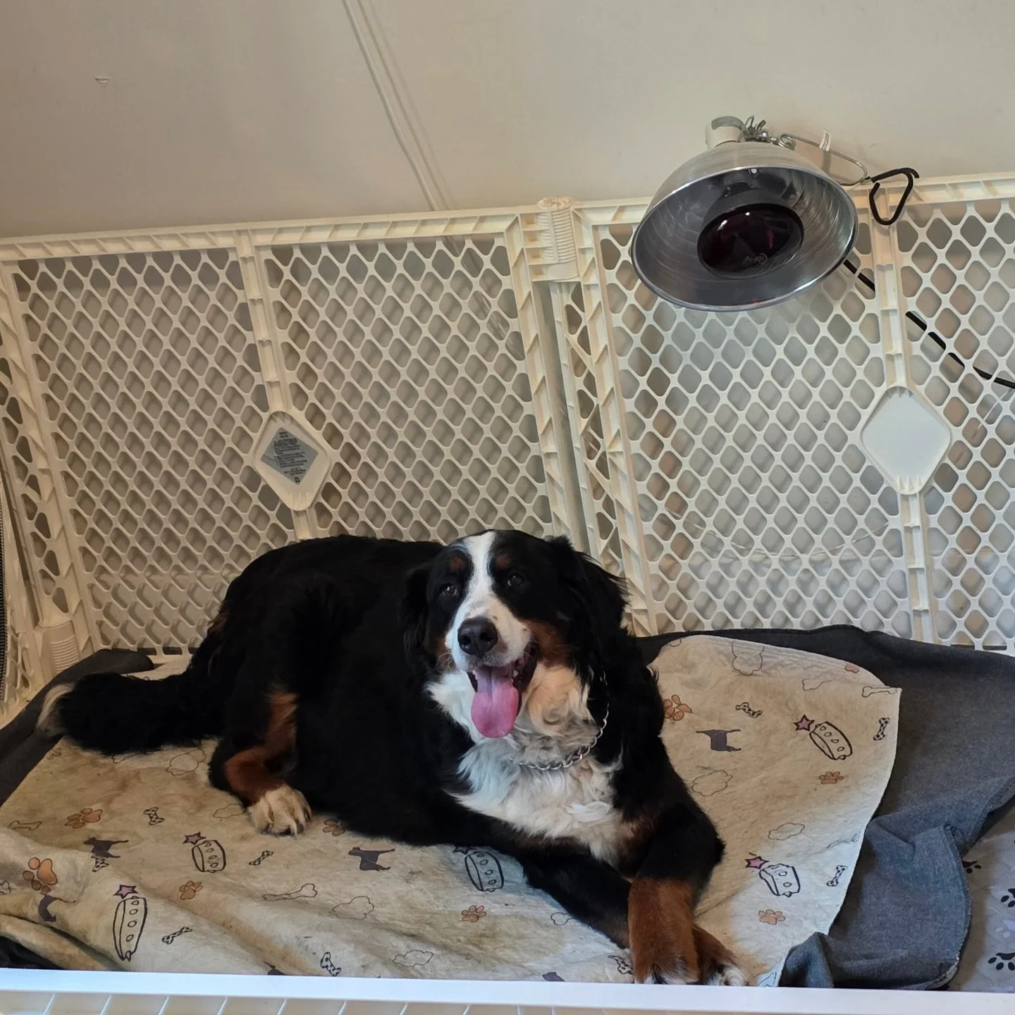 we have decided to take Fiona in for a C section. her water broke at 3 AM this morning and there hasn&rsquo;t been any progression or signs of puppies being delivered. For her safety and for that of pups we believe this is the best course of action. 