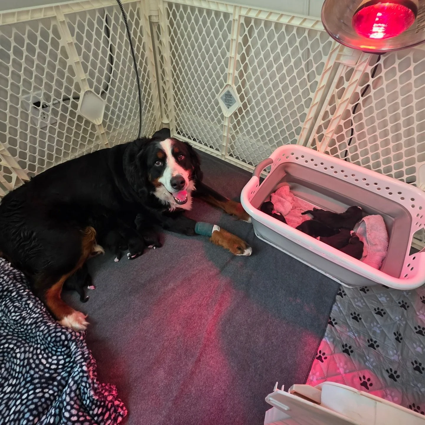 Alright, everyone is home and getting adjusted. We have 10 girls and 2 boys. Fiona is notorious for large litters and heavy handed on one gender over another and this go around is no different! it&rsquo;s now safe to say that all boys are spoken for,