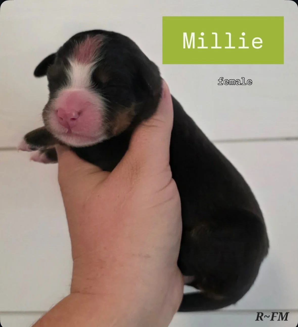 Introducing our MUSCLE SHOALS SOUND litter: all pups are named for a Muscle Shoals recording artist. We thought it would be fun to highlight some of our rich music heritage recorded just 10 mins south of us 🎤🎸🎹 Artists that are featured include: T