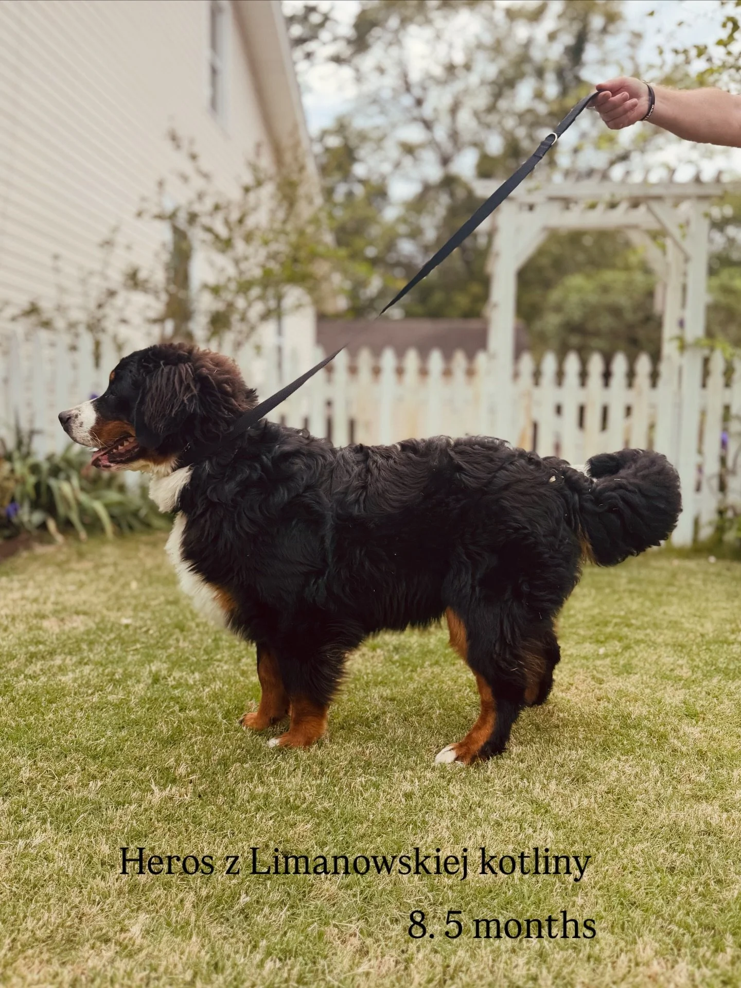 Heros z Limanowskiej Kotliny FCI, 8.5 months old, easily 95 + pounds. Haven&rsquo;t weighed him in a month because it&rsquo;s getting so difficult! He impresses me more and more as he continues to grow and fill out.